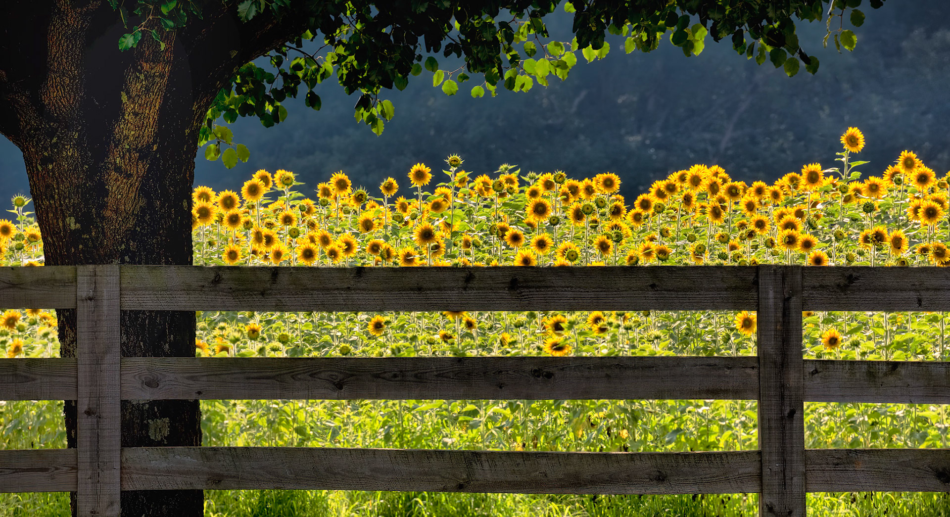GOLDEN CHORUS  |  Beneath the shelter of an old tree, a sea of sunflowers stretches toward the horizon, each bloom turned toward the light as though sharing in a quiet celebration of summer. Framed by the weathered fence in the foreground, the scene feels both intimate and timeless, like a cherished memory preserved in sunlight.There is a simple joy in places like this. The golden blossoms seem to radiate warmth and optimism, transforming an ordinary field into something uplifting and unforgettable. The contrast between the shaded tree and the brilliant flowers beyond creates a sense of discovery, as though happiness itself is waiting just on the other side of the fence.Moments like these remind us that beauty does not always arrive with grandeur. Sometimes it appears in the gentle glow of afternoon light, in the rhythm of nature, and in a landscape that invites us to pause, smile, and simply enjoy the moment.