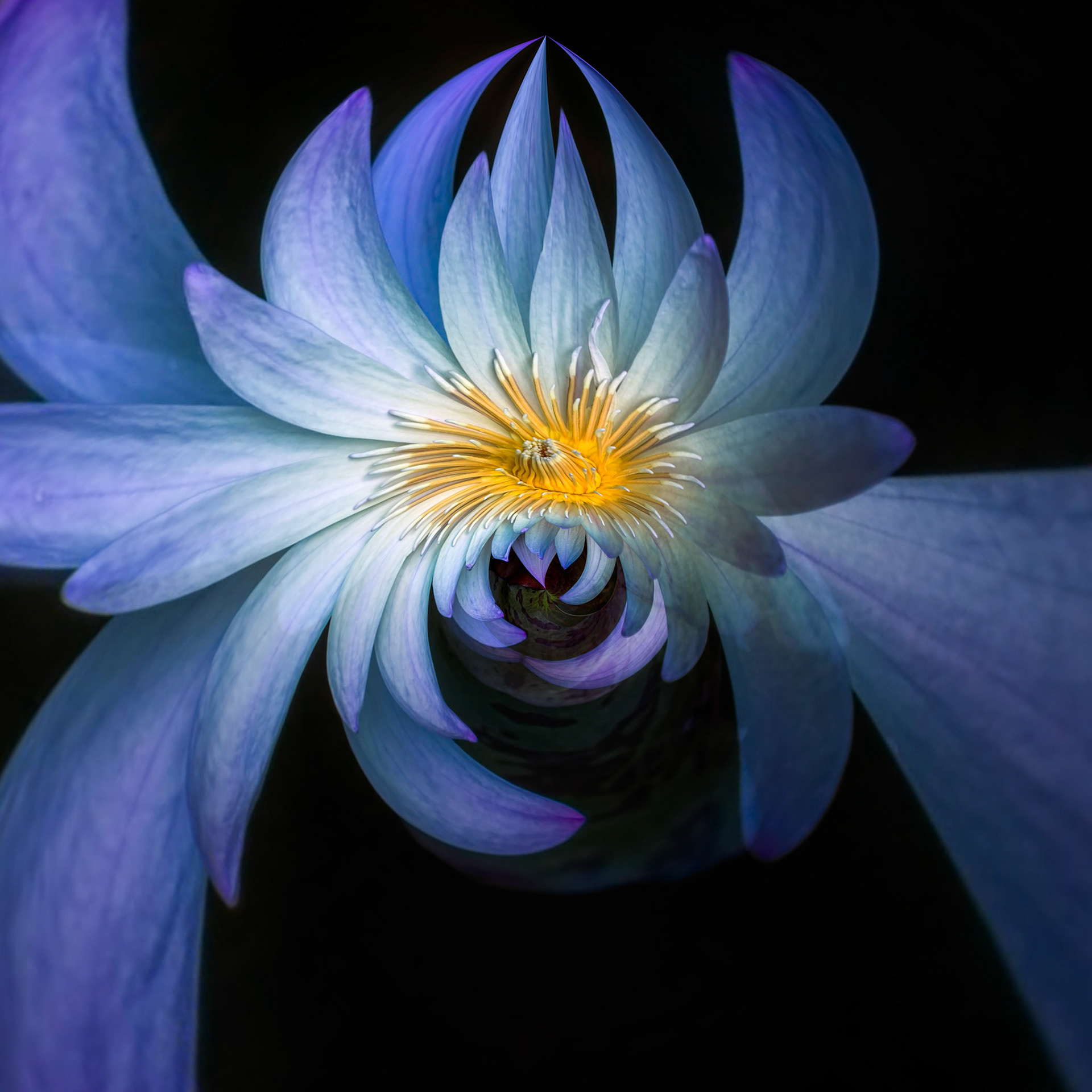 MIDNIGHT LOTUS