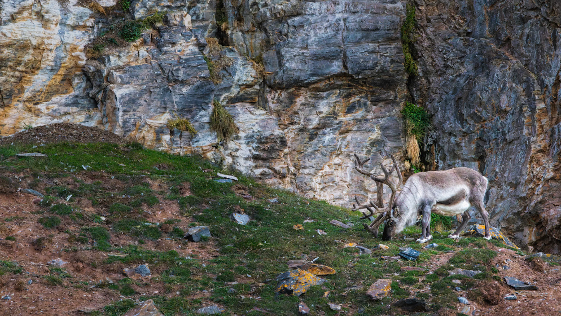 GRAZING IN THE STONE VALLEY