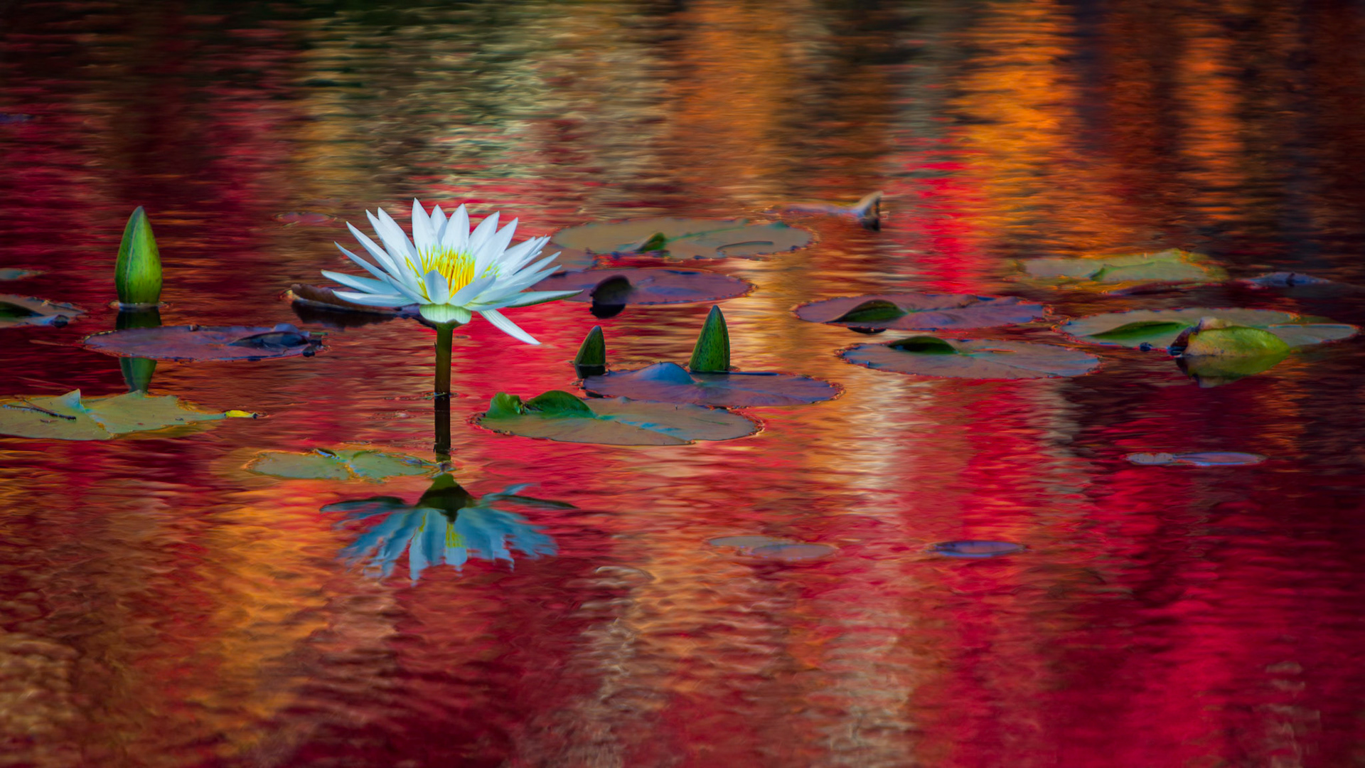 REFLECTED LIGHT  |  A single white water lily rises above a pond transformed by reflections of brilliant reds, oranges, and golds. Surrounded by lily pads and unopened buds, the bloom stands apart, its delicate petals providing a striking contrast to the vivid colors flowing across the water's surface.Rather than reflecting the sky, the pond mirrors the seasonal gardens surrounding it, turning the water into an abstract canvas of color and movement. The result is a scene that feels almost painterly, where reflection becomes as important as the subject itself.Photographed at Gibbs Gardens, this image celebrates a quiet moment within a landscape known for its seasonal displays. Amid the riot of color, the solitary flower becomes a point of calm, anchored in stillness while the world around it shimmers with light.