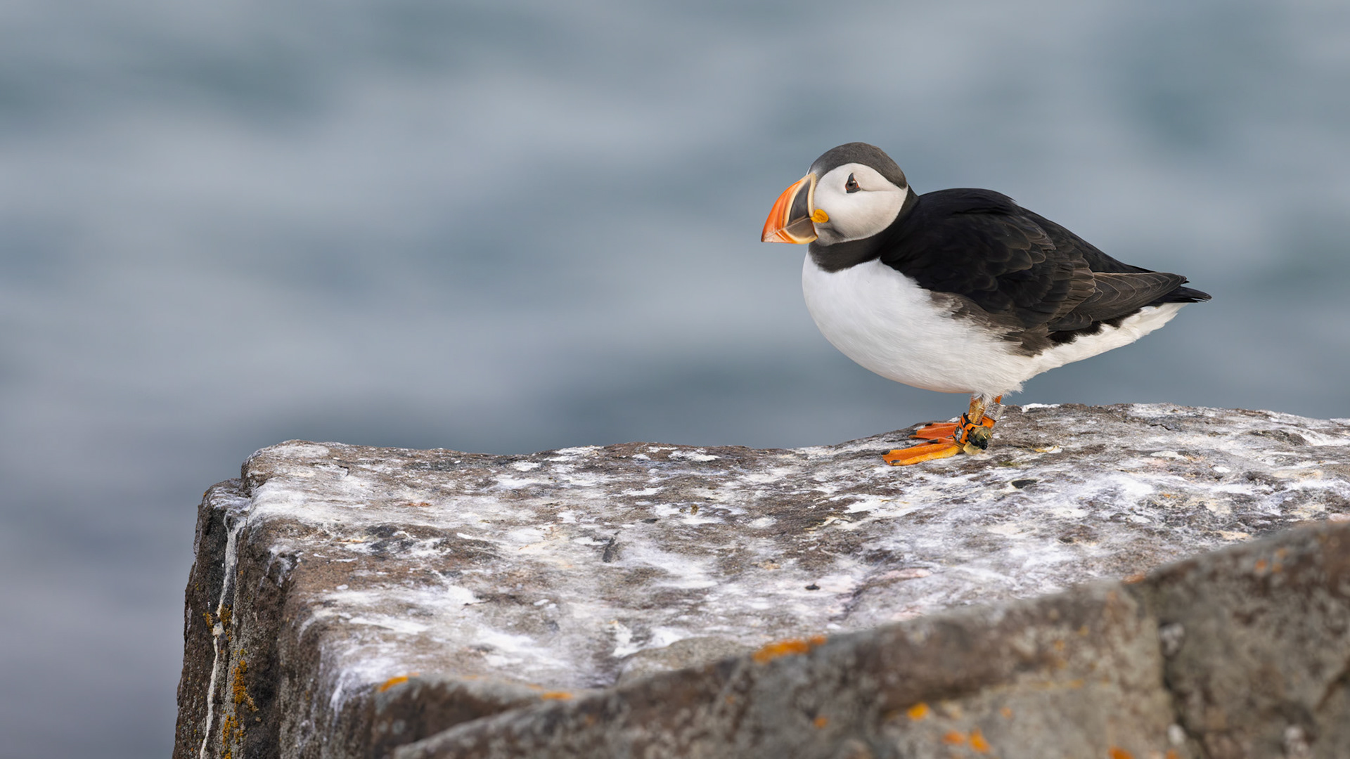 LONE PUFFIN