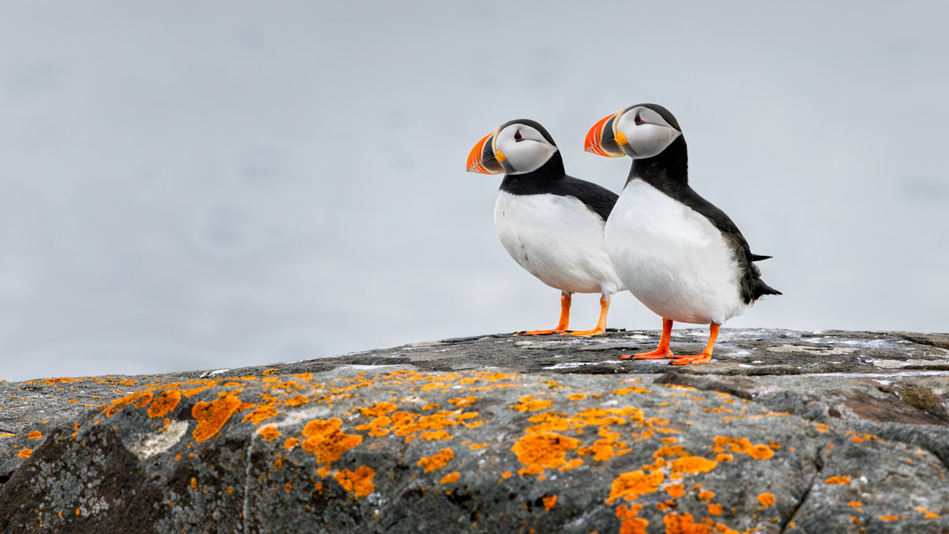 SIDE BY SIDE  |  Puffins often seem almost too colorful to be real. With their bright orange bills, expressive faces, and unmistakable personalities, they bring a sense of charm and character to even the most rugged northern landscapes. Yet what struck me most about this scene was not their appearance, but their companionship.