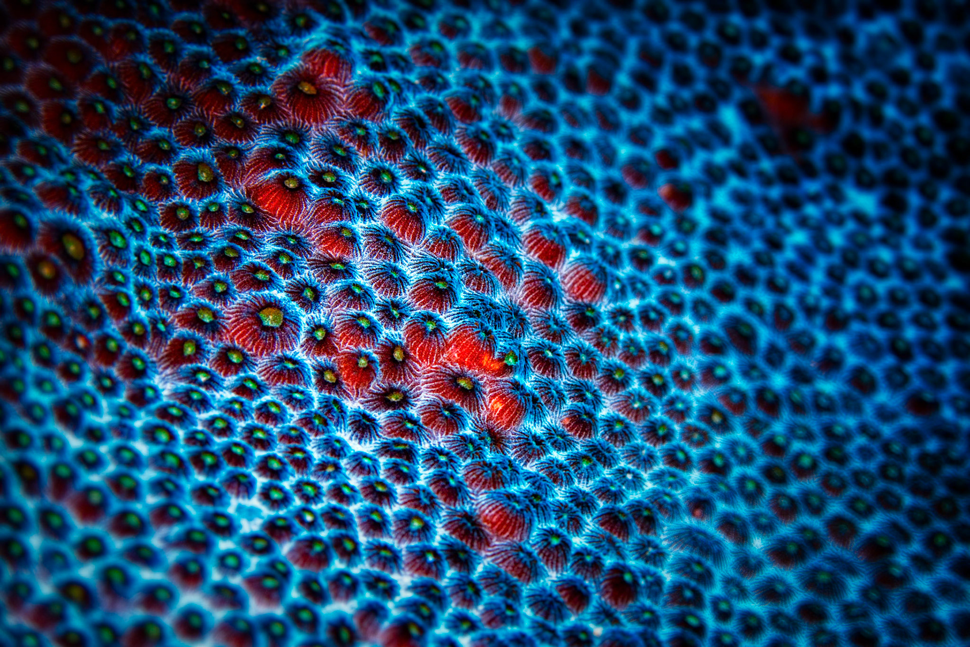 BLUEBERRY CORAL