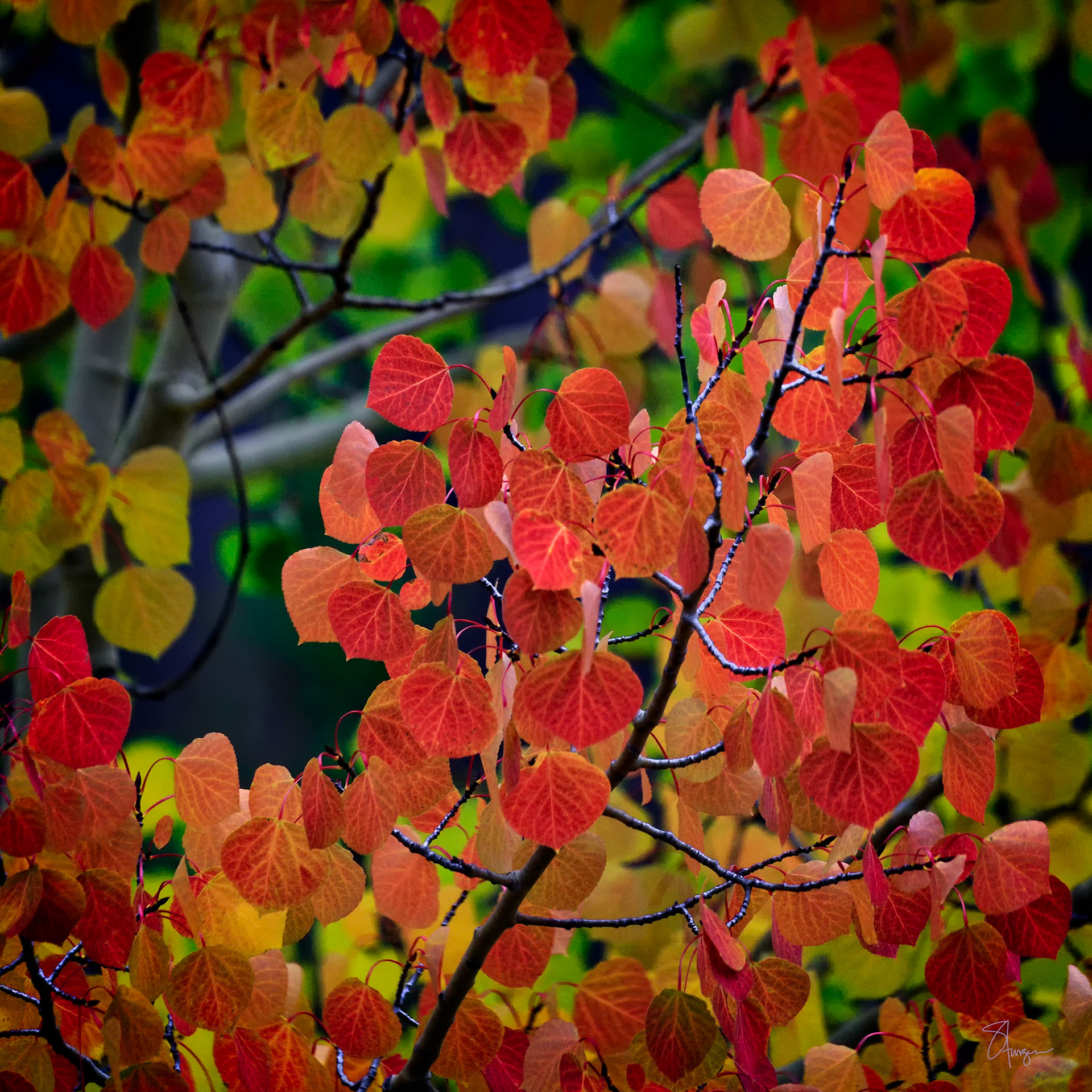 WHERE FALL FOUND ME