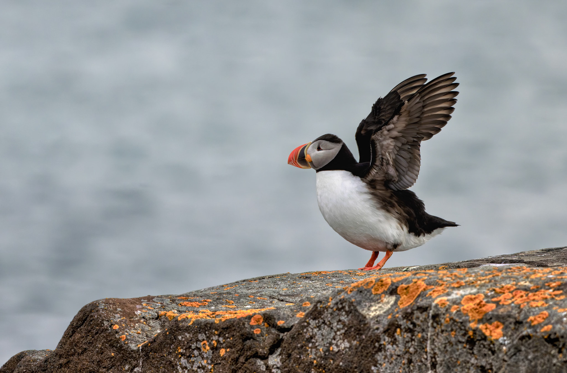 ALMOST AIRBORNE  |  One of the joys of photographing puffins is that their personalities seem far larger than their size. They spend much of their time standing calmly on coastal cliffs and rocky outcrops, appearing almost contemplative. Then, without warning, everything changes.