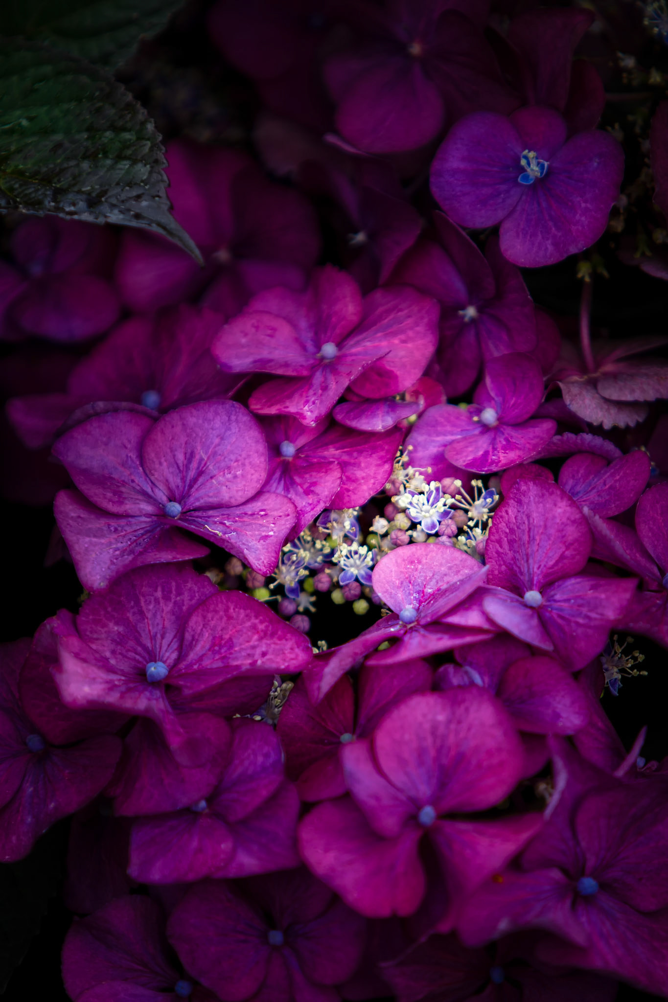 PURPLE HYDRANGEA