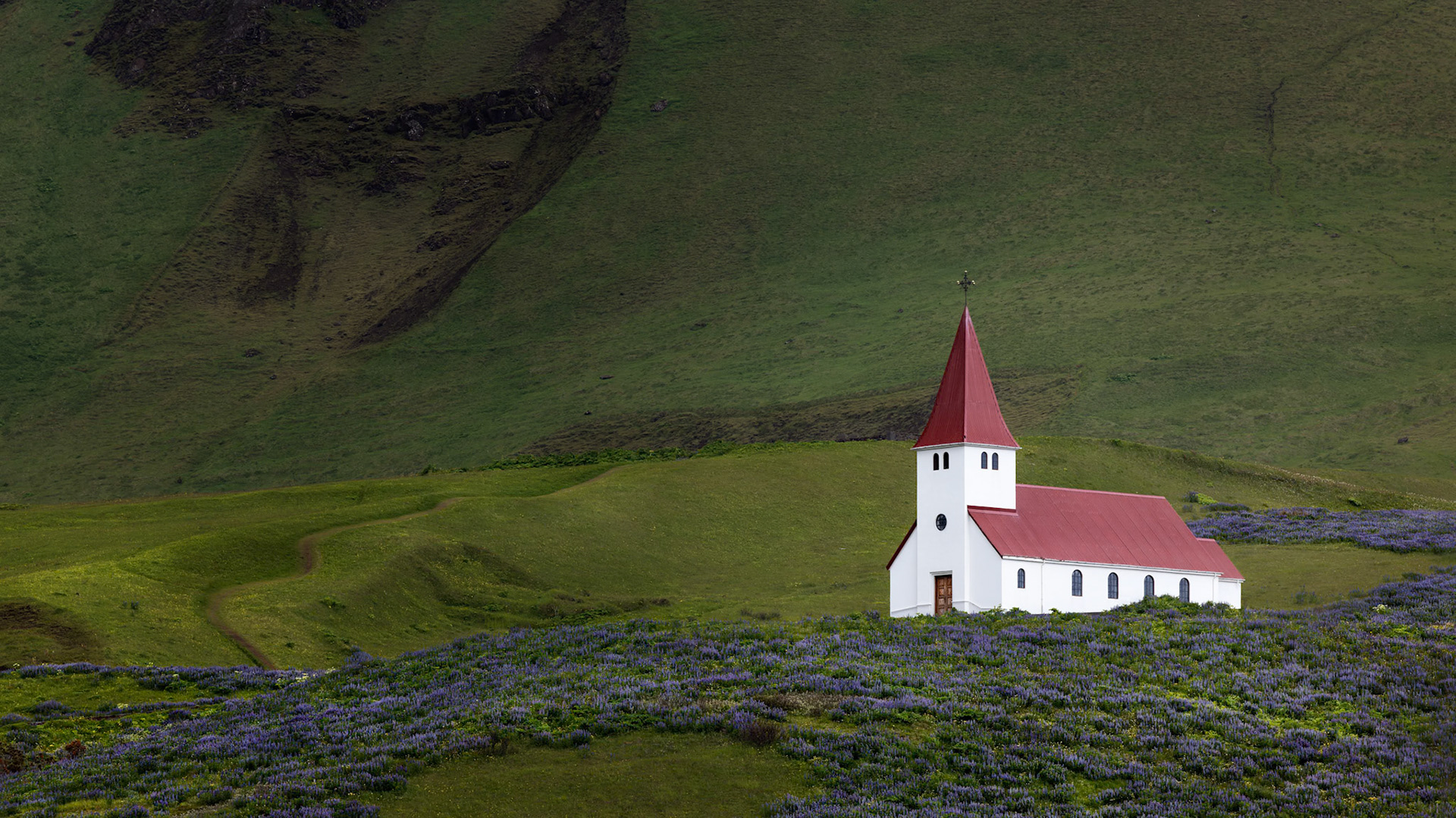 SANCTUARY OF THE LUPINES  |  For a few brief weeks each year, the Icelandic countryside transforms into a sea of purple lupines, carpeting the landscape beneath the iconic church at Vík. Set against rolling green hills and volcanic slopes, the simple white chapel stands as a quiet symbol of resilience in one of the world's most dramatic environments.