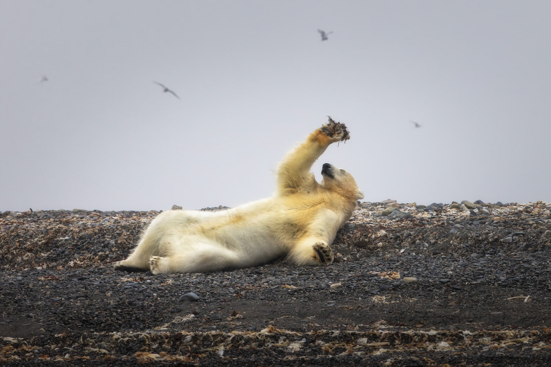 PLAYING WITH SEAWEED