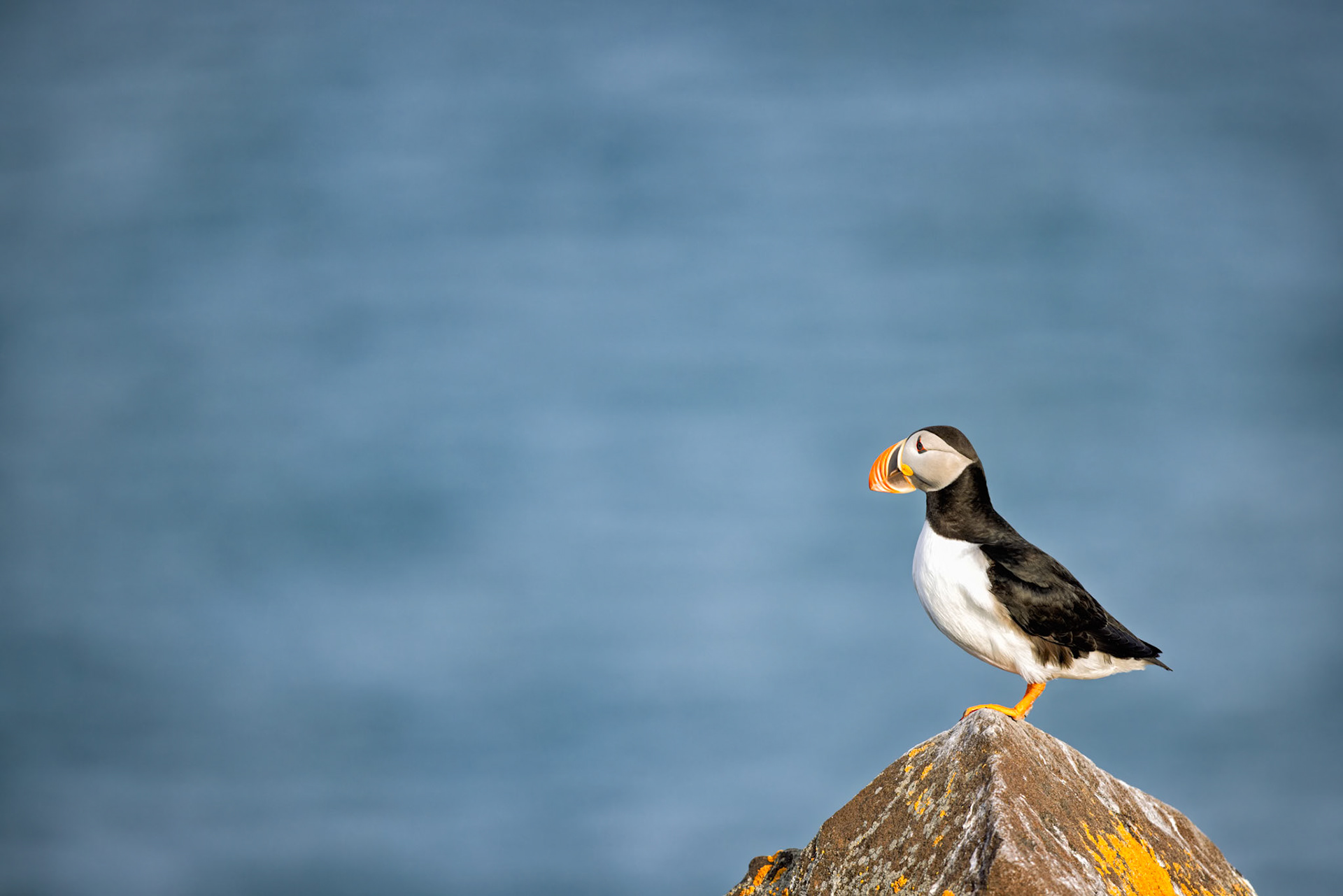 THE LOOKOUT  |  Puffins are often photographed in groups, gathered along crowded cliffs where the noise and activity never seem to stop. This bird chose a different stage.