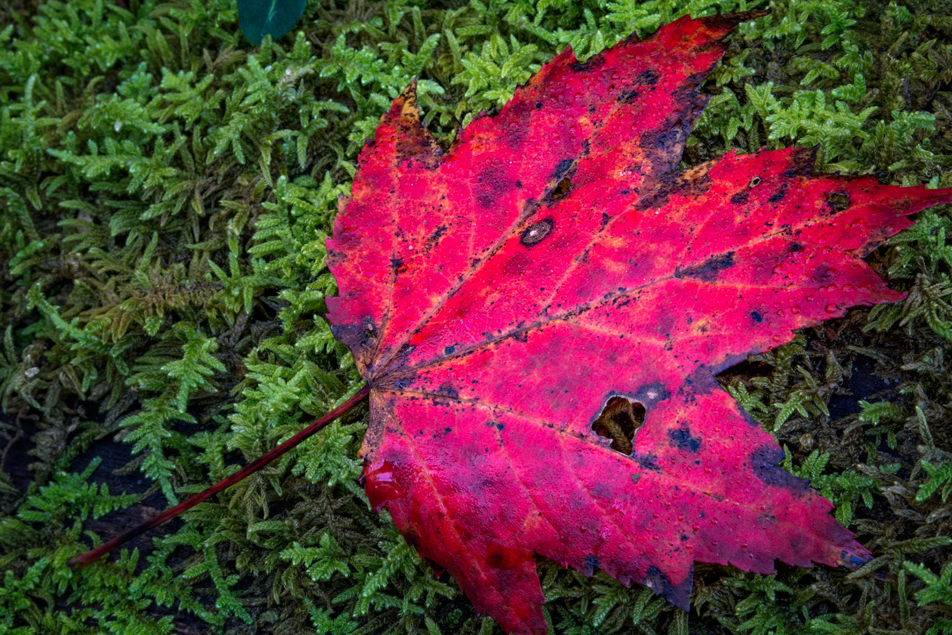 RED STUDY  |  Resting on a bed of emerald moss, a single crimson maple leaf becomes a vivid reminder of autumn's fleeting beauty.