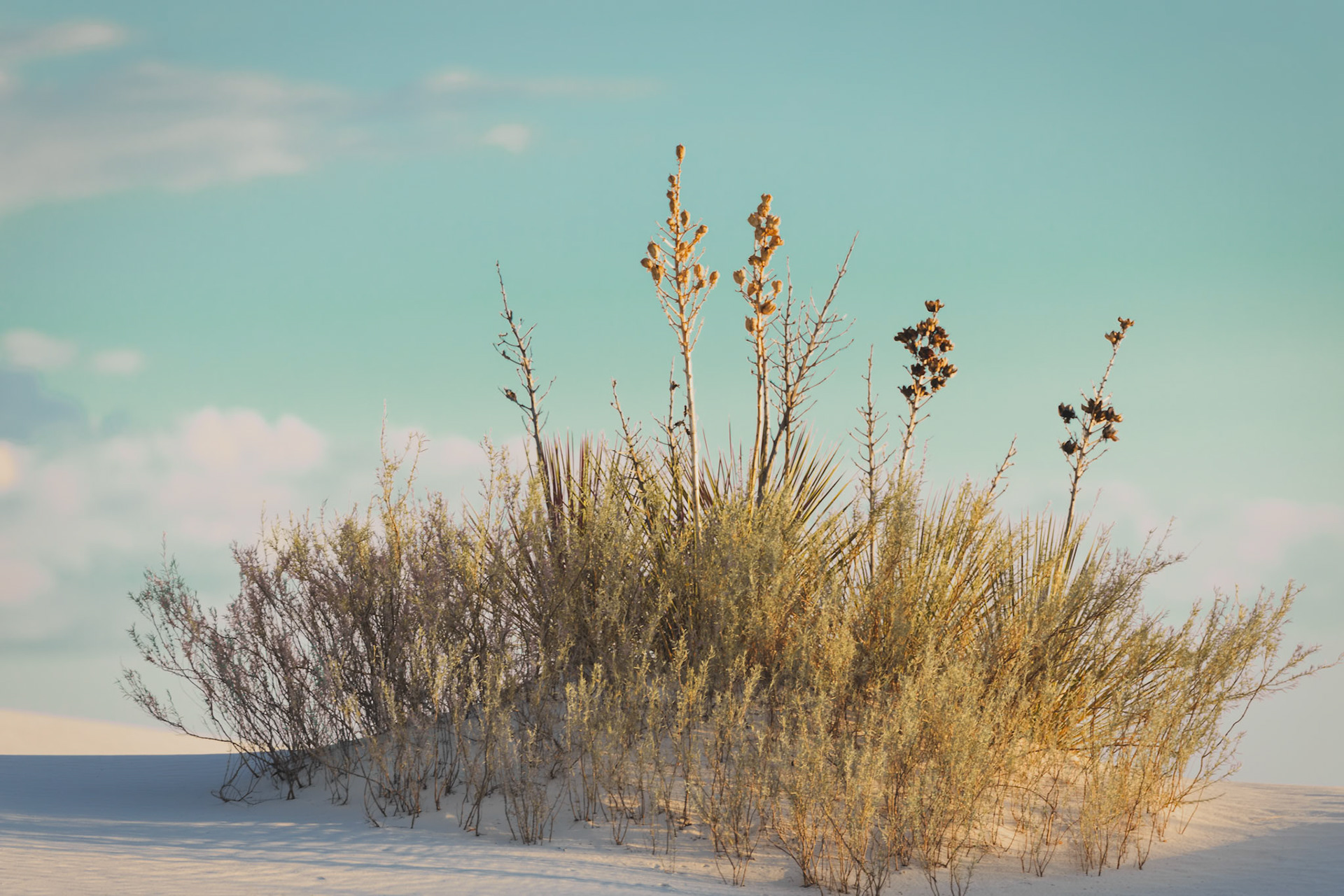 DESERT CROWN