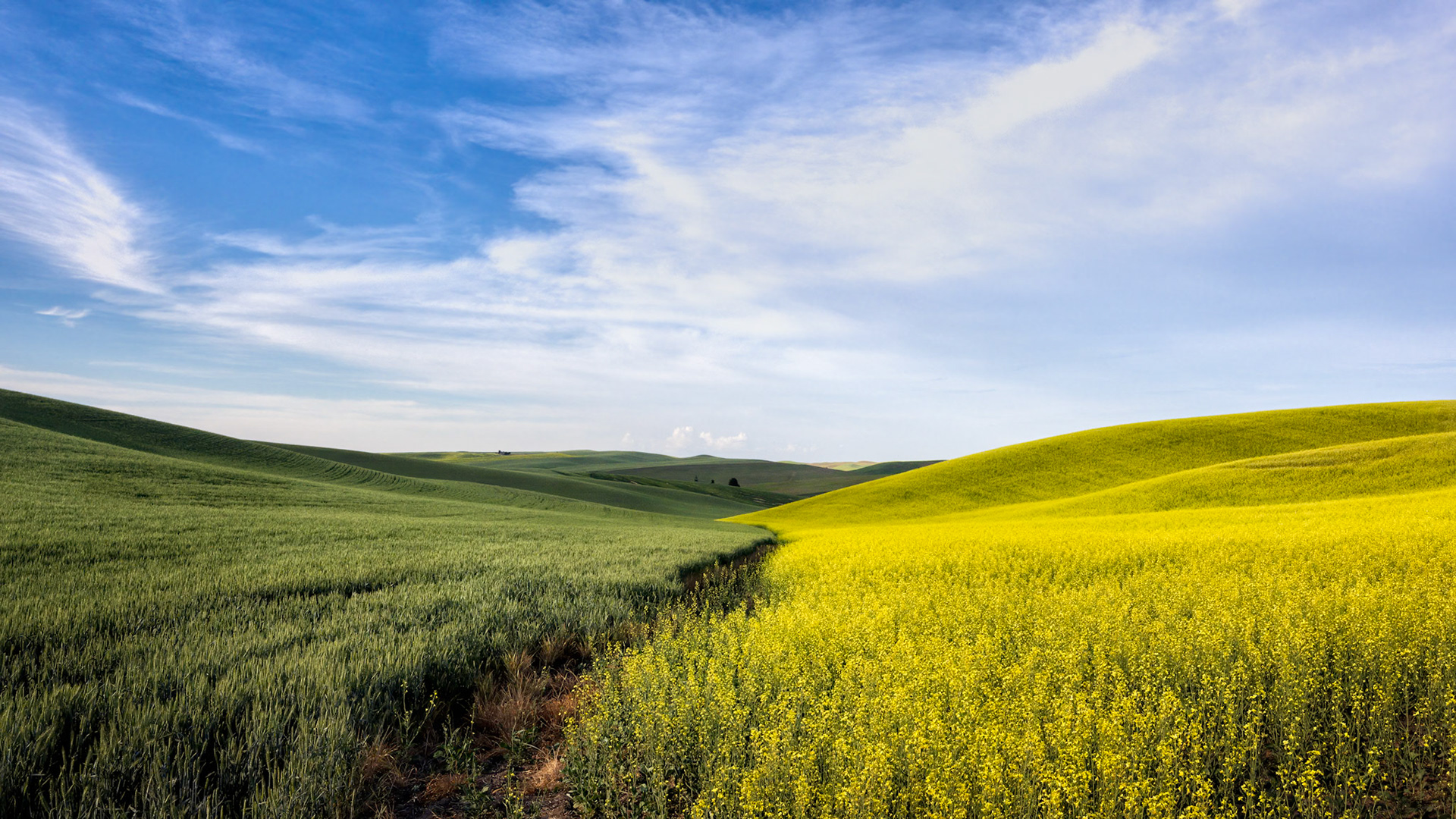 BETWEEN WHEAT AND CANOLA
