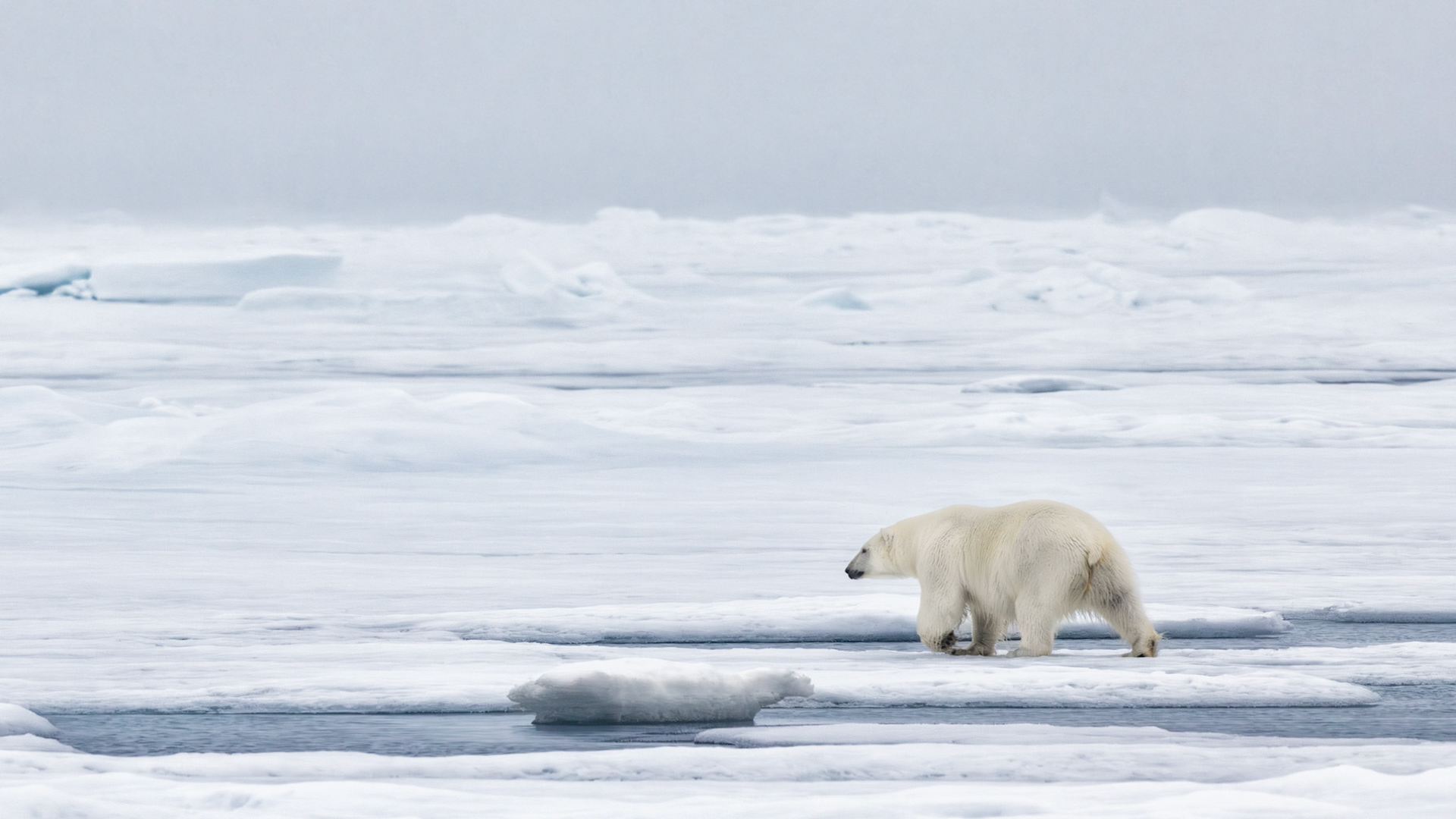 EMPRESS OF THE ARCTIC 9
