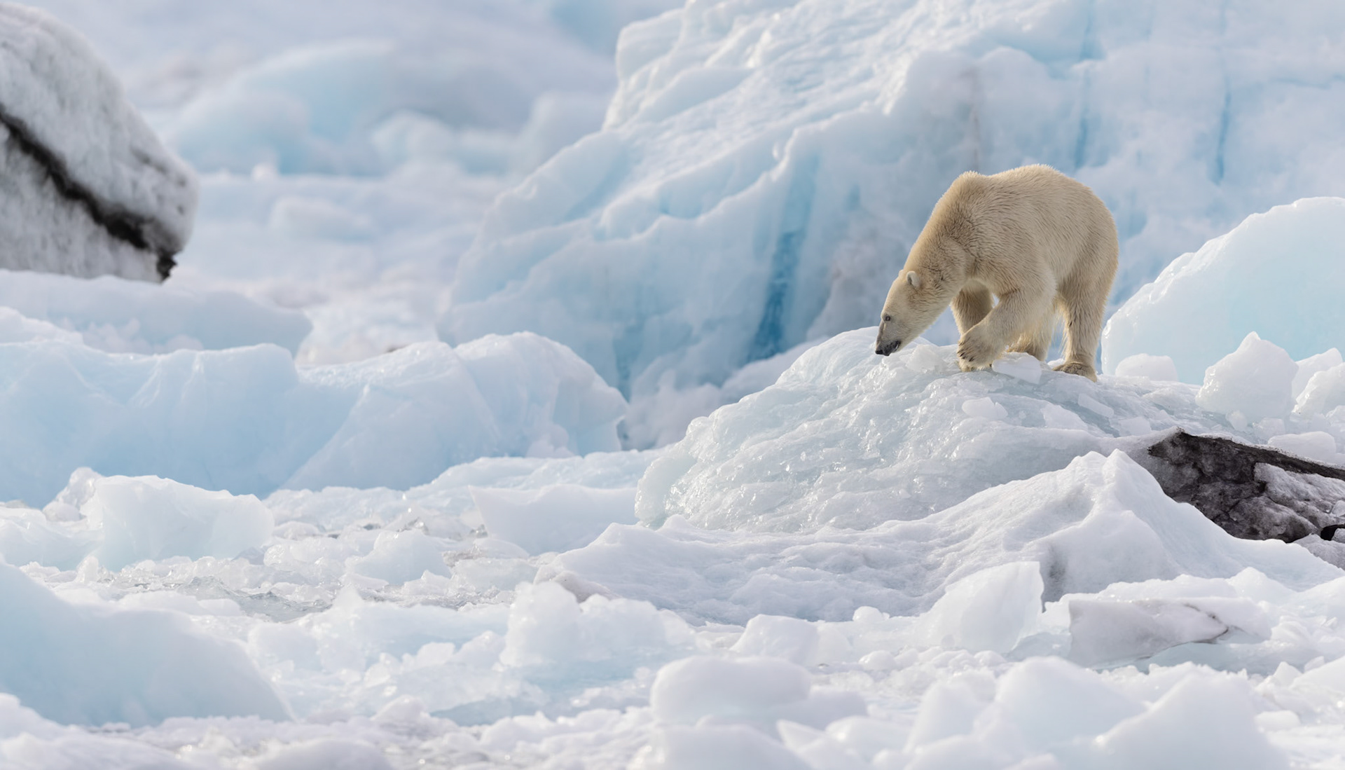FOLLOWING THE SCENT  |  Moving carefully across a ridge of broken ice, a polar bear searches the frozen landscape with quiet determination. The soft blue tones and sculptural forms of the ice create an almost monochromatic world around this powerful Arctic hunter.