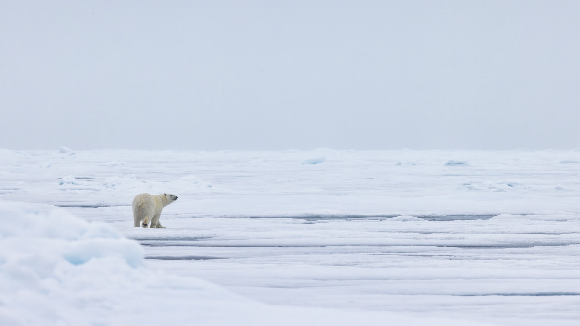 ALONE | A solitary polar bear moves through an endless expanse of drifting sea ice in Svalbard. Reduced to a small presence within an immense frozen world, the image invites reflection on solitude, resilience, and the quiet power of untouched wilderness.