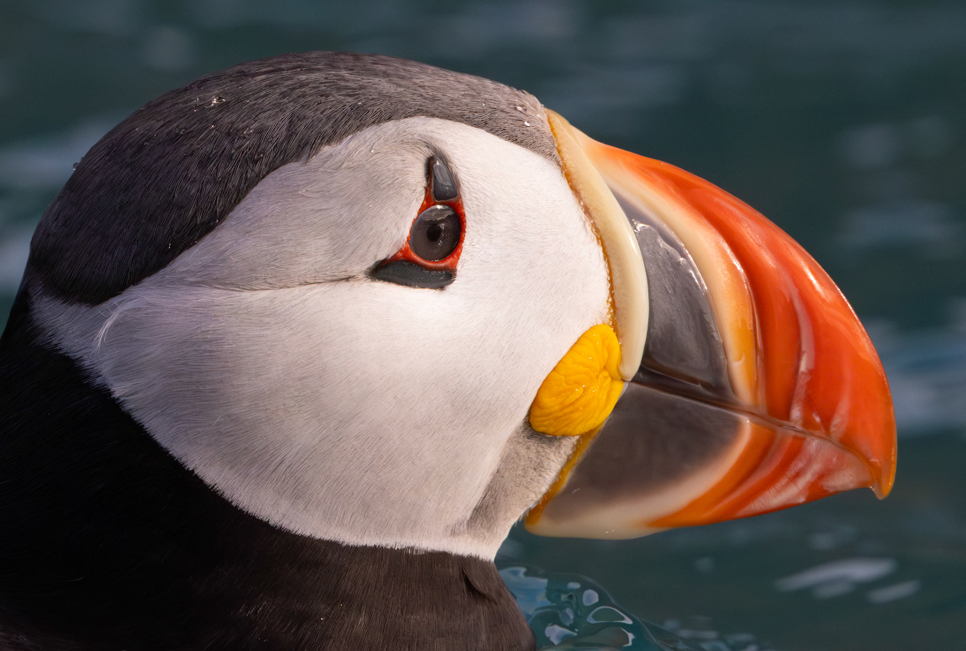 THE CONTEMPLATIVE PUFFIN