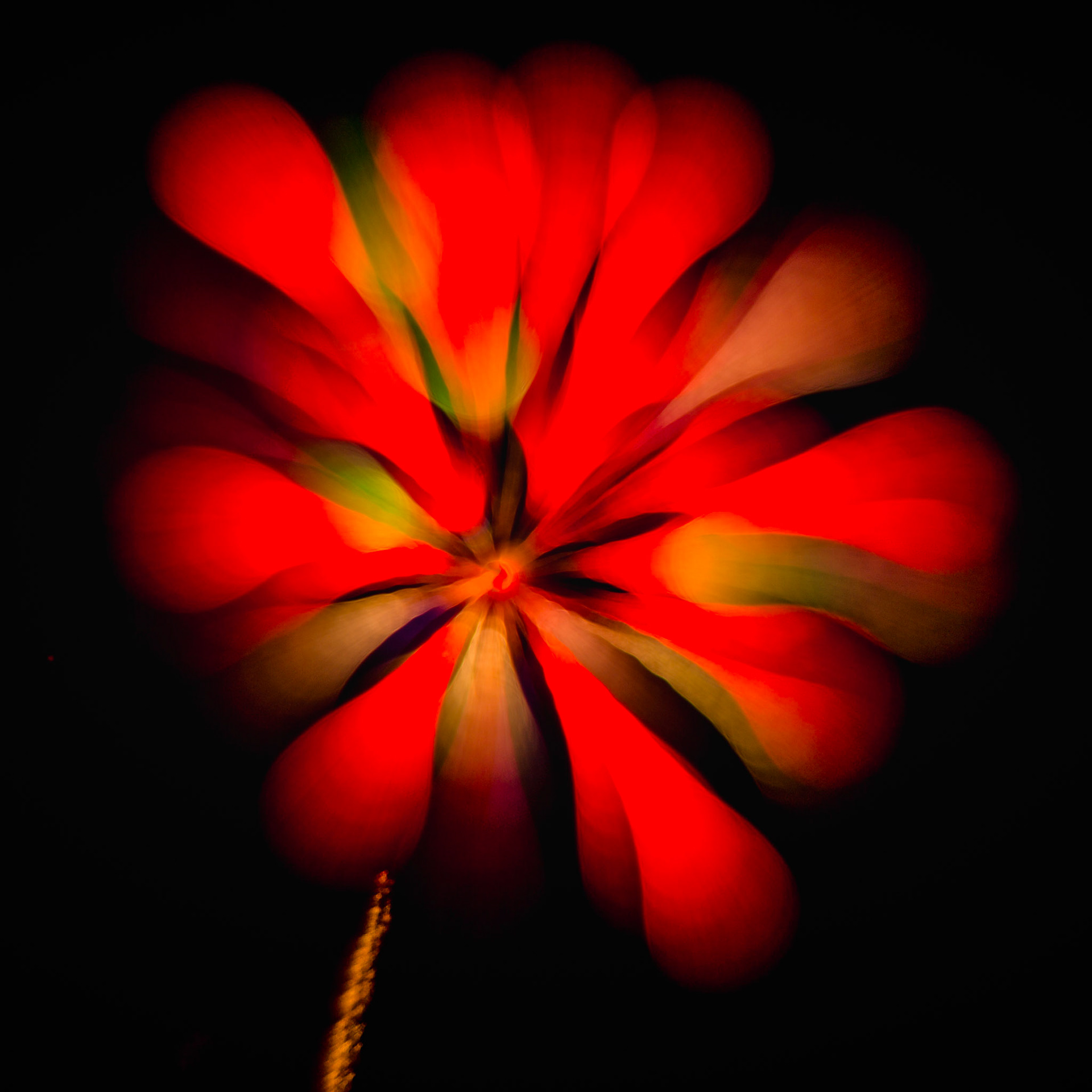 FLAME FLOWER
