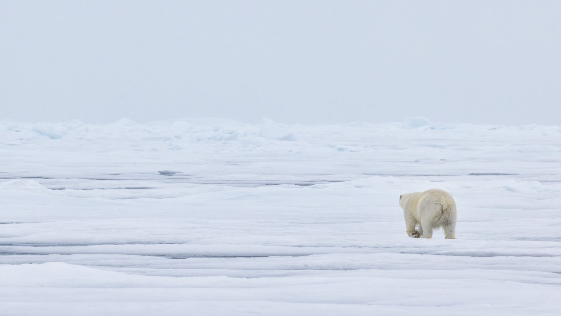 BEYOND THE HORIZON | As the bear disappears into the Arctic, the landscape becomes the true subject. The photograph explores the relationship between solitude and the immeasurable scale of nature.