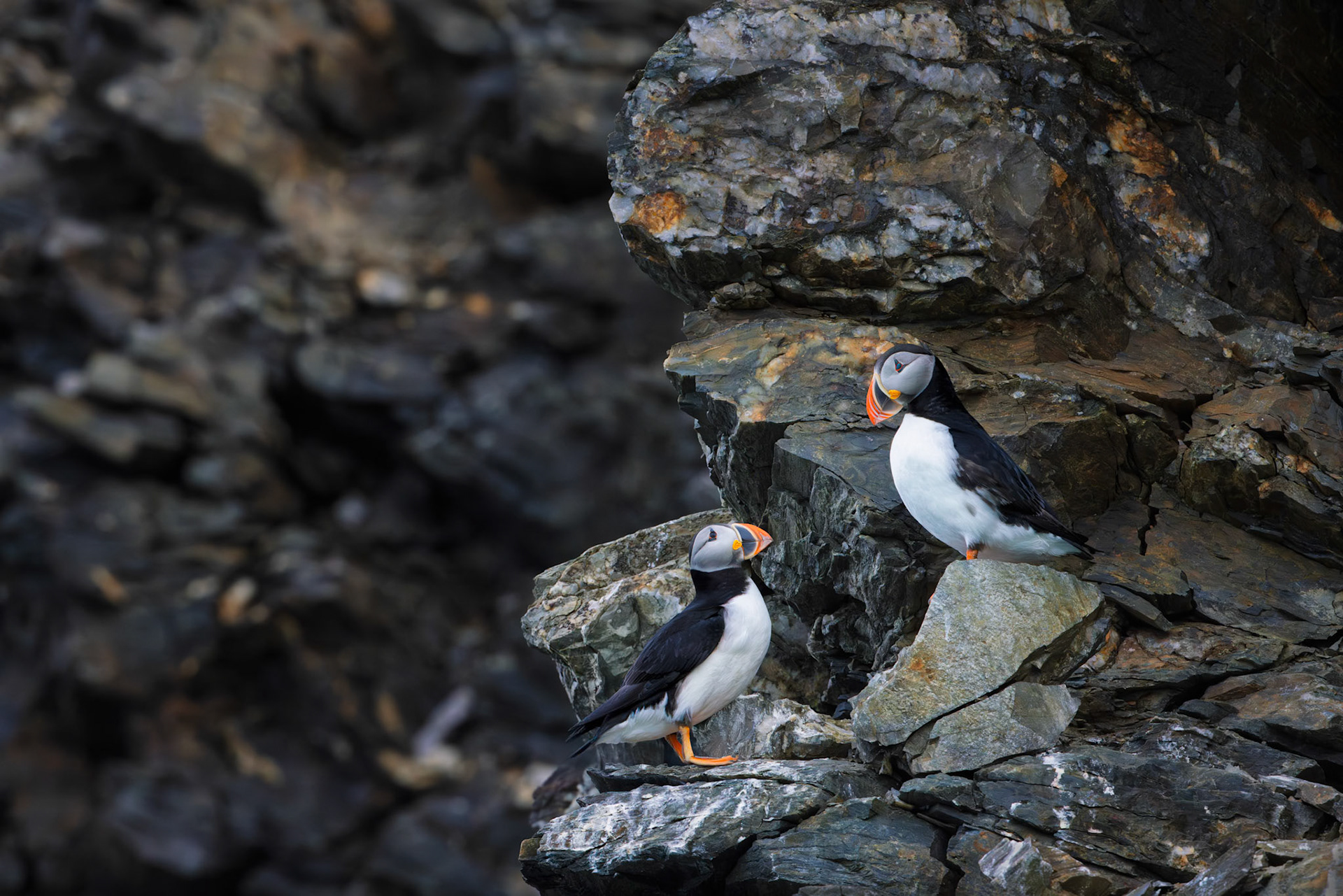 THE PROPOSAL  |  Perched on a narrow ledge high above the North Atlantic, two puffins share a quiet moment amid the rugged cliffs of Iceland. One stands slightly higher, looking down as if weighing an important question. The other gazes upward with unwavering attention, creating a scene that feels remarkably familiar.
