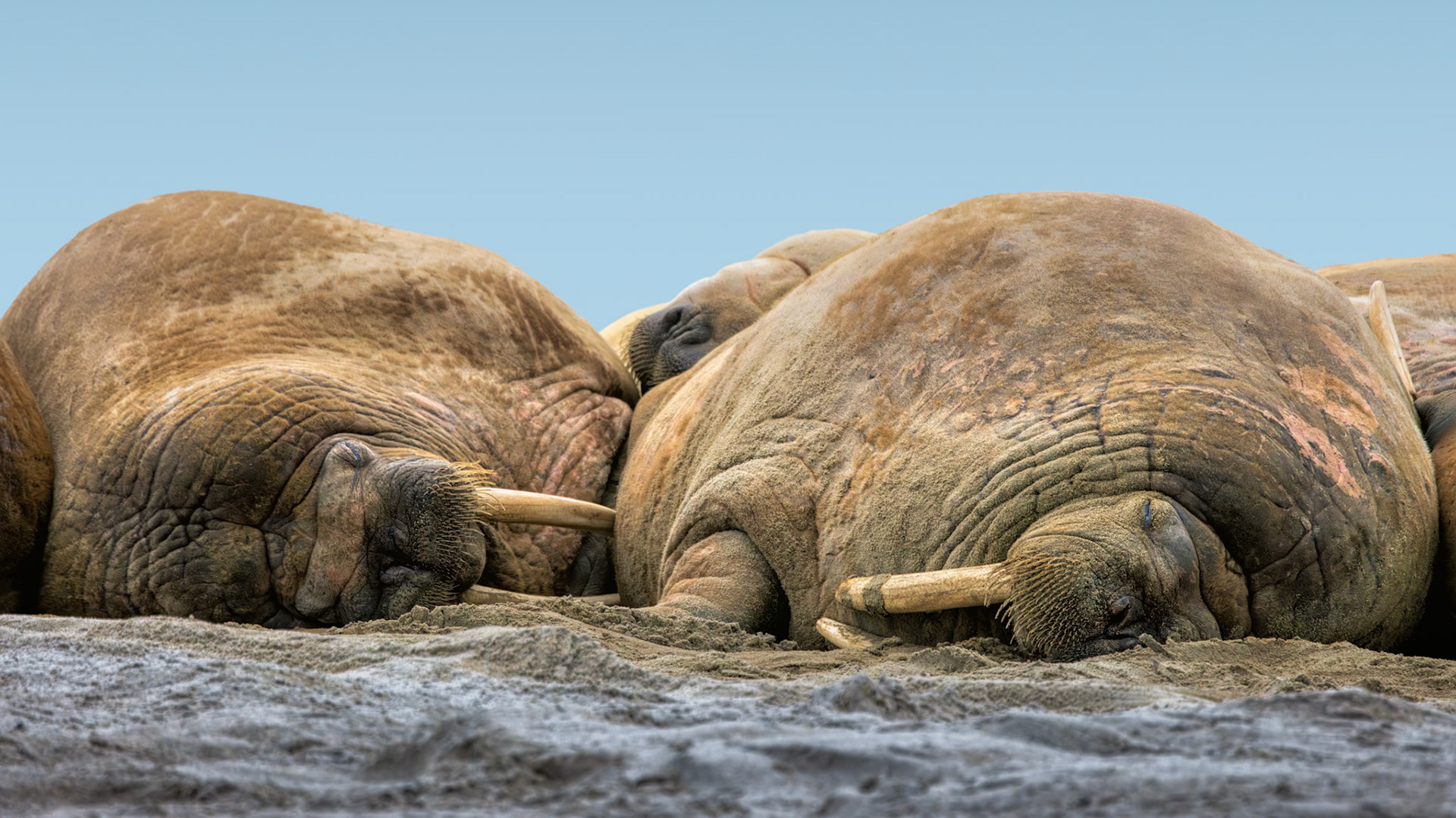 RESTING GIANTS