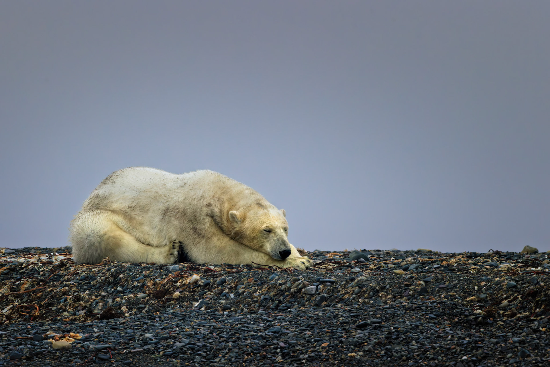 NAP TIME IN THE ARCTIC