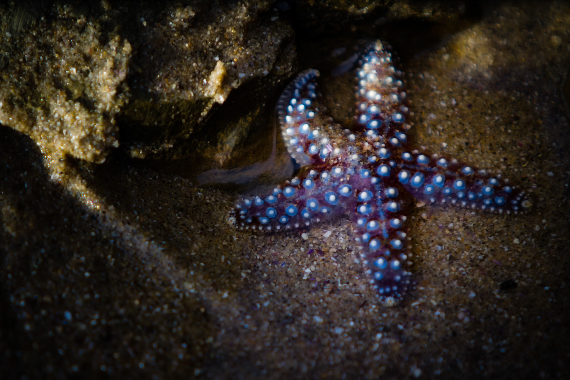 TIDAL JEWEL