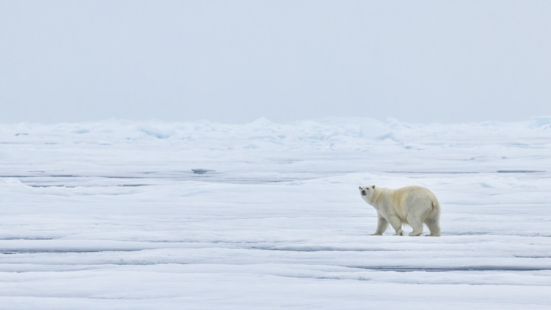 THE VANISHING NORTH:
