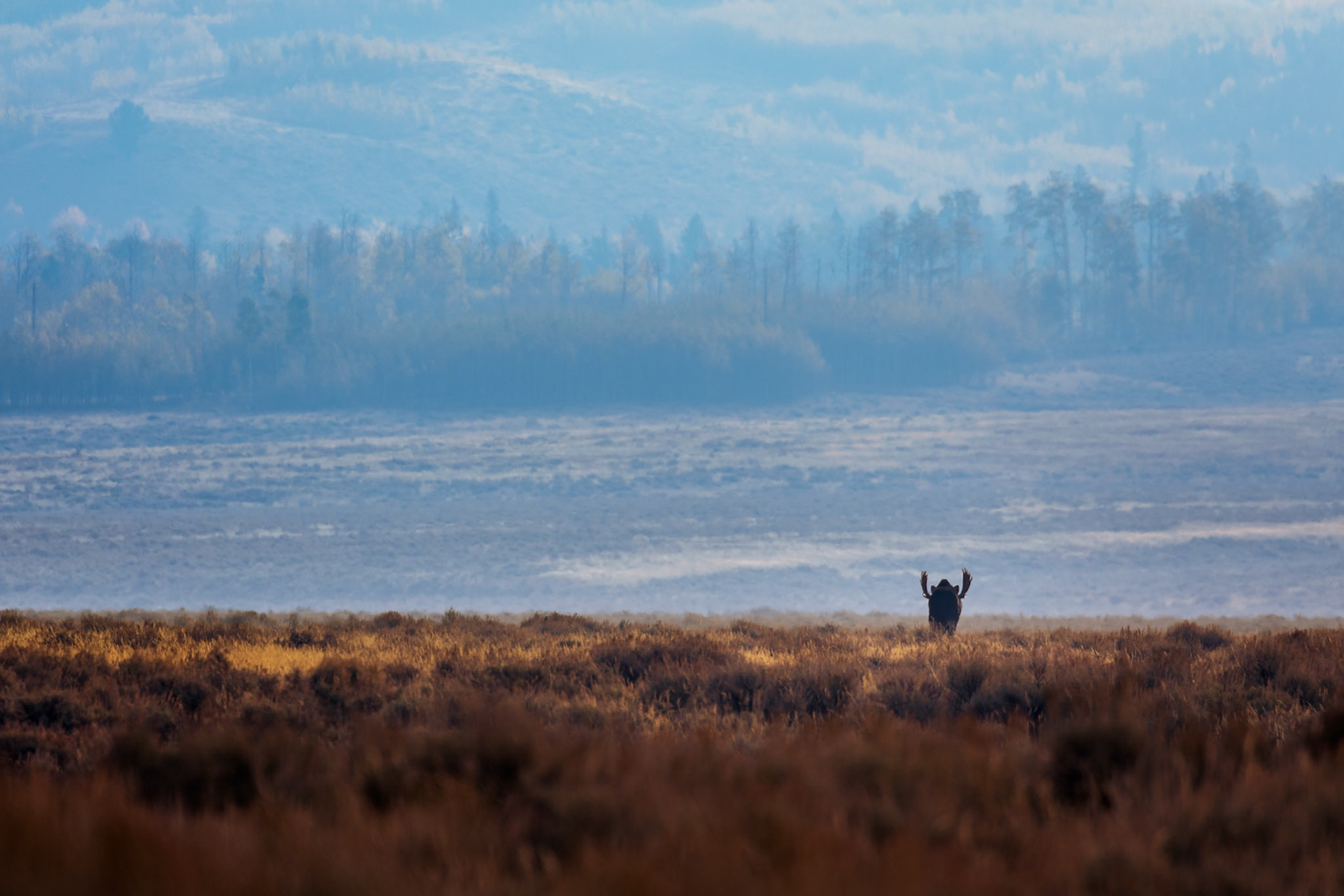 A SOLITARY LIFE  |  Yellowstone National Park is one of the last places in North America where wildlife still roams across vast landscapes much as it has for thousands of years. Encounters here often feel less like observations and more like glimpses into a world that existed long before roads, fences, and cities.What drew me to this scene was the solitude. A lone bull moose moves steadily across the open expanse, dwarfed by the immense landscape around him. Layers of autumn grasses, morning mist, and distant forests create a sense of depth that emphasizes both the scale of Yellowstone and the independence of one of its most iconic inhabitants.There is a quiet dignity in his journey. Unconcerned with the observer, he continues toward the horizon, embodying the freedom and wildness that make Yellowstone one of the most extraordinary natural places on Earth. For a fleeting moment, I was fortunate enough to witness that spirit unfolding before me.