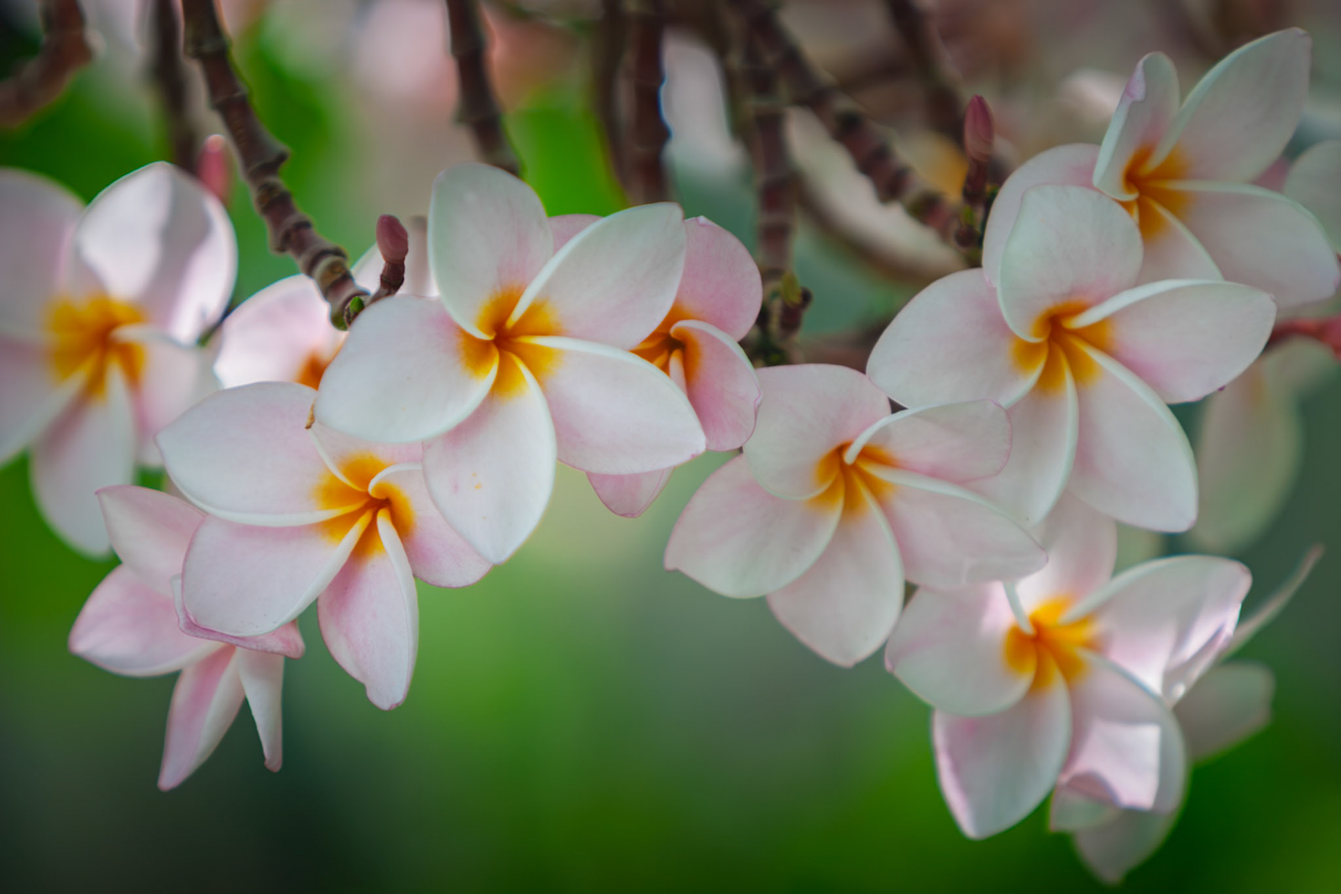 PLUMERIA IN STILL AIR  |  Not every memory of the Caribbean is defined by turquoise water and white sand. Sometimes it is the quieter details that linger long after the trip is over. While exploring the hills above Virgin Gorda, I came across these delicate frangipani blossoms, their soft pink petals glowing in the warm island light.There is a simplicity to tropical flowers that perfectly matches the pace of island life. Suspended from weathered branches and swaying gently in the breeze, they seemed untouched by time, filling the air with the subtle fragrance that has become synonymous with the Caribbean.For me, this image captures a different side of Virgin Gorda. Beyond the dramatic coastline and hidden coves lies a quieter beauty, found in the gardens, hillsides, and unexpected moments that reward those willing to slow down and look a little closer.