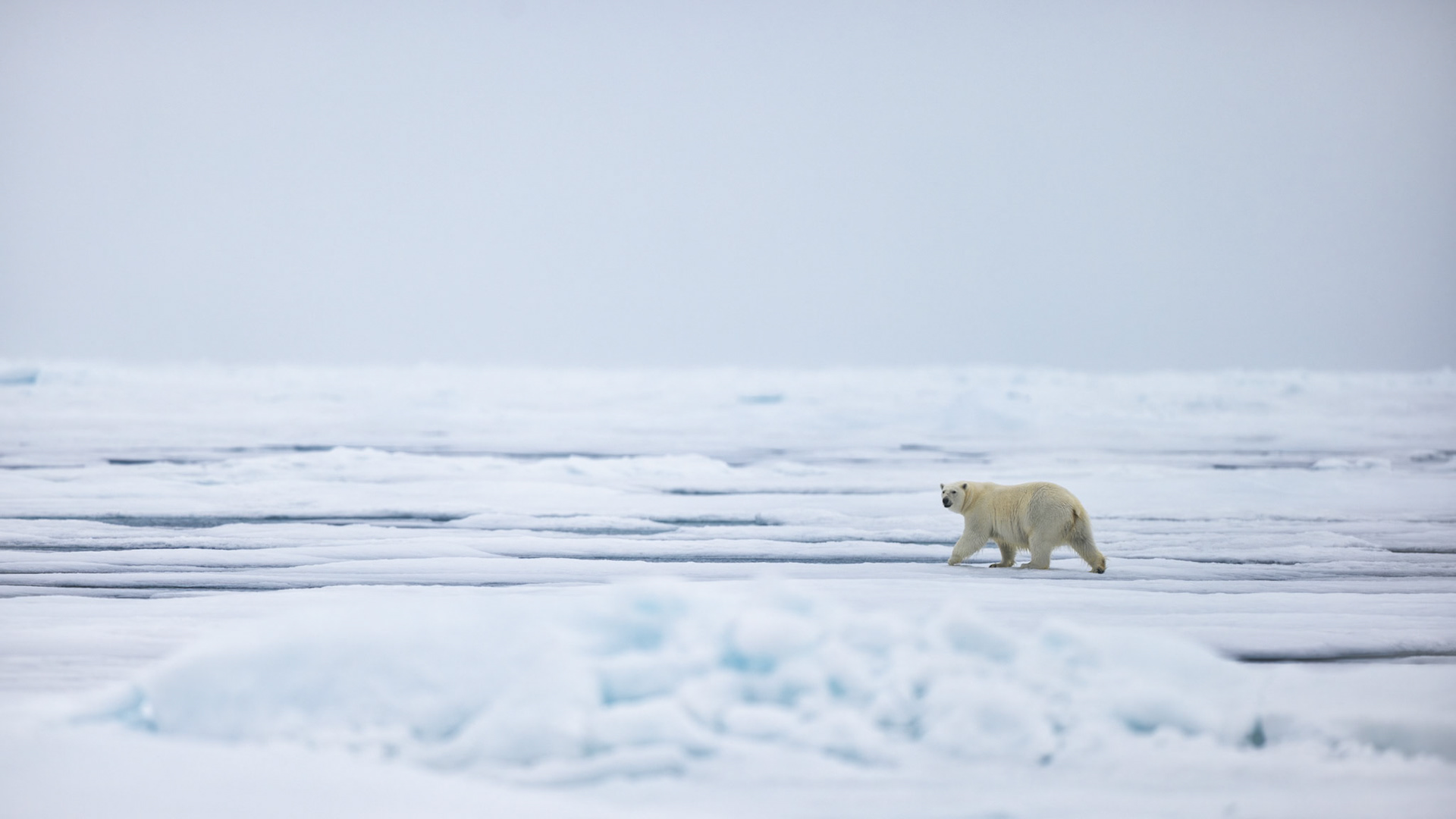 THE VANISHING NORTH: