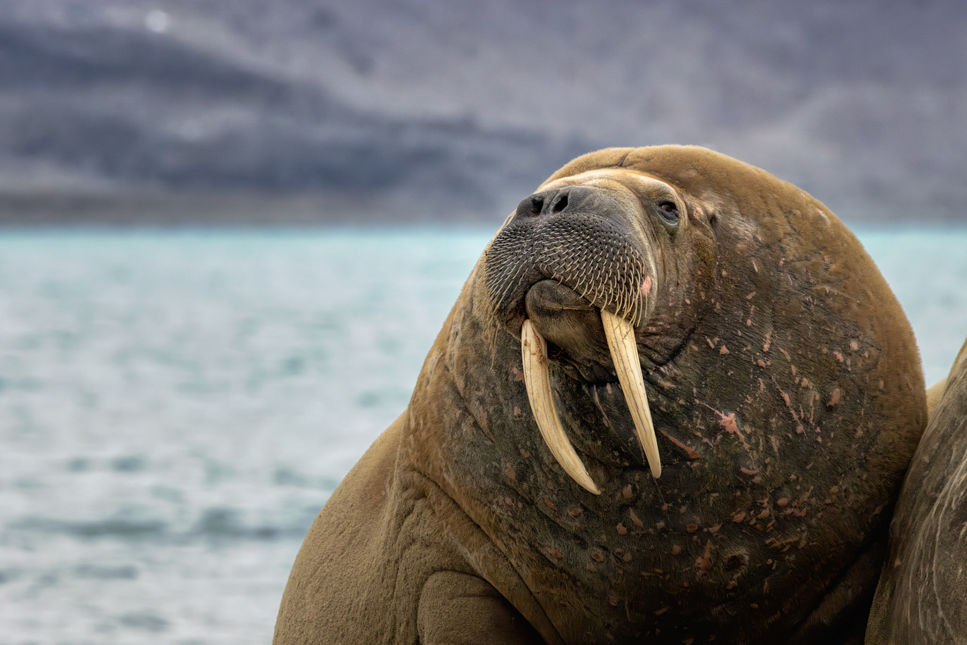 OLD SOUL OF THE ARCTIC