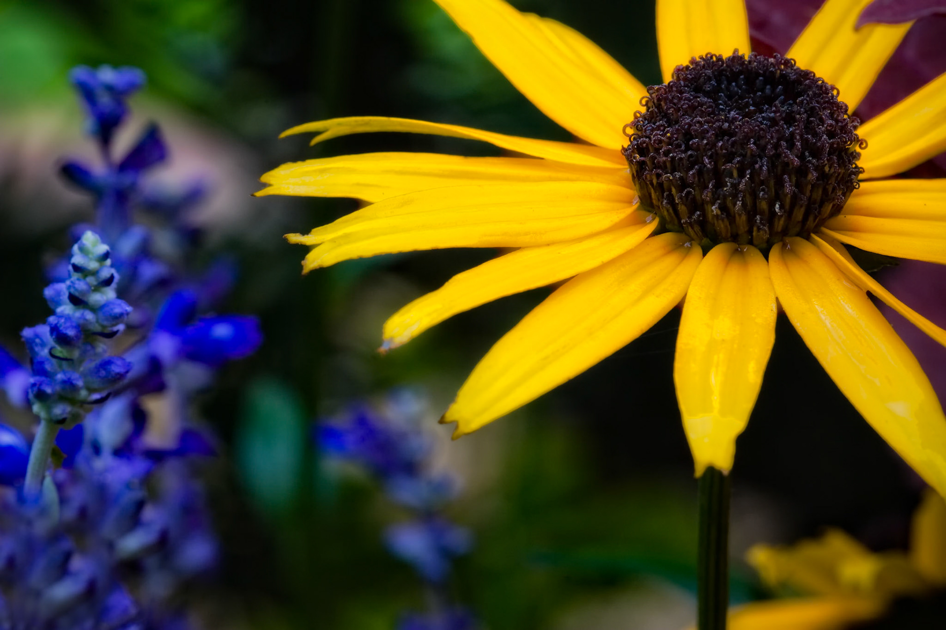 MOTHER'S GARDEN  |  Some photographs are about light, composition, or color. Others are about memory. This image reminds me of countless hours spent in my mother's garden, where every season brought new blooms and new reasons to pause and appreciate the beauty around us.The bright yellow petals seem to reach toward the sun while the soft purple flowers provide a gentle counterpoint, creating a harmony that nature arranges far better than any designer could. What caught my eye was not just the contrast of colors, but the feeling of quiet joy they conveyed.As both a photographer and traveler, I've been fortunate to witness extraordinary landscapes around the world. Yet some of the most meaningful images are found much closer to home. Long after the flowers have faded, the memories remain, making this photograph less about a garden and more about the person who lovingly tended it.