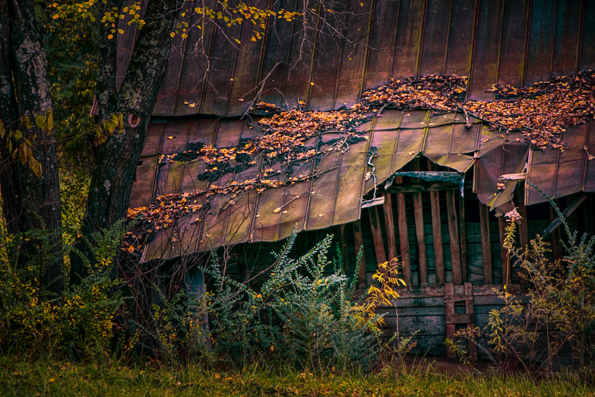 FALLEN BEAUTY  |  Hidden among the hills of North Georgia, this abandoned structure is slowly surrendering to the landscape around it. The roof, once built to withstand the elements, now bows under years of weather, neglect, and encroaching vegetation.Leaves gather where rainwater lingers, vines creep across the metal panels, and saplings rise where people once walked. The building remains standing, but nature has quietly begun reclaiming what was once cleared away.There is a certain beauty in the decay. Rather than a sudden end, the scene reveals a gradual transformation, where human craftsmanship and the natural world meet in a slow and inevitable exchange. The structure may be fading, but its story remains written in every rusted panel, broken board, and fallen leaf.