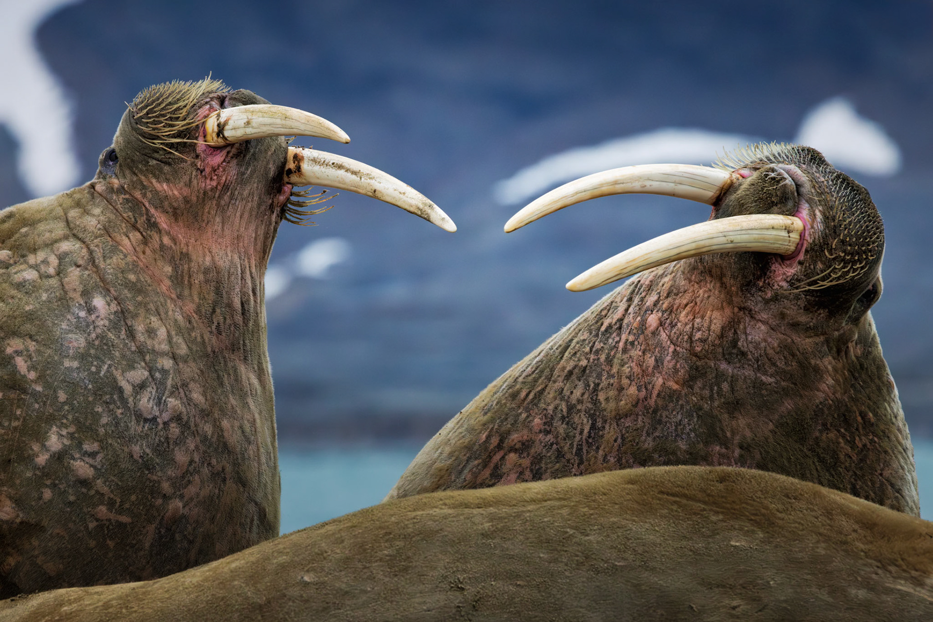 TUSKS AND TEMPER  |  Watching walrus interact often feels surprisingly familiar. Despite their immense size and intimidating tusks, there are moments when their behavior resembles that of siblings sharing a joke, teasing one another, or simply enjoying each other's company.
