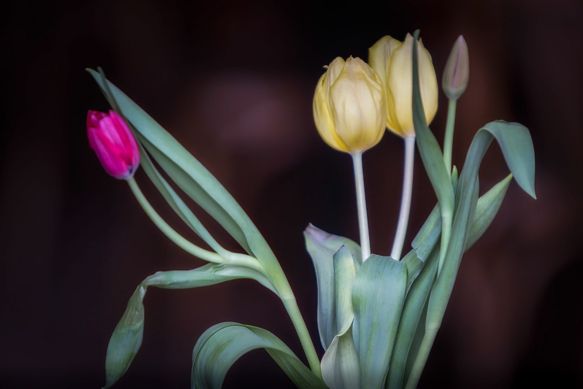 BOQUET FOR A QUIET CONVERSATION