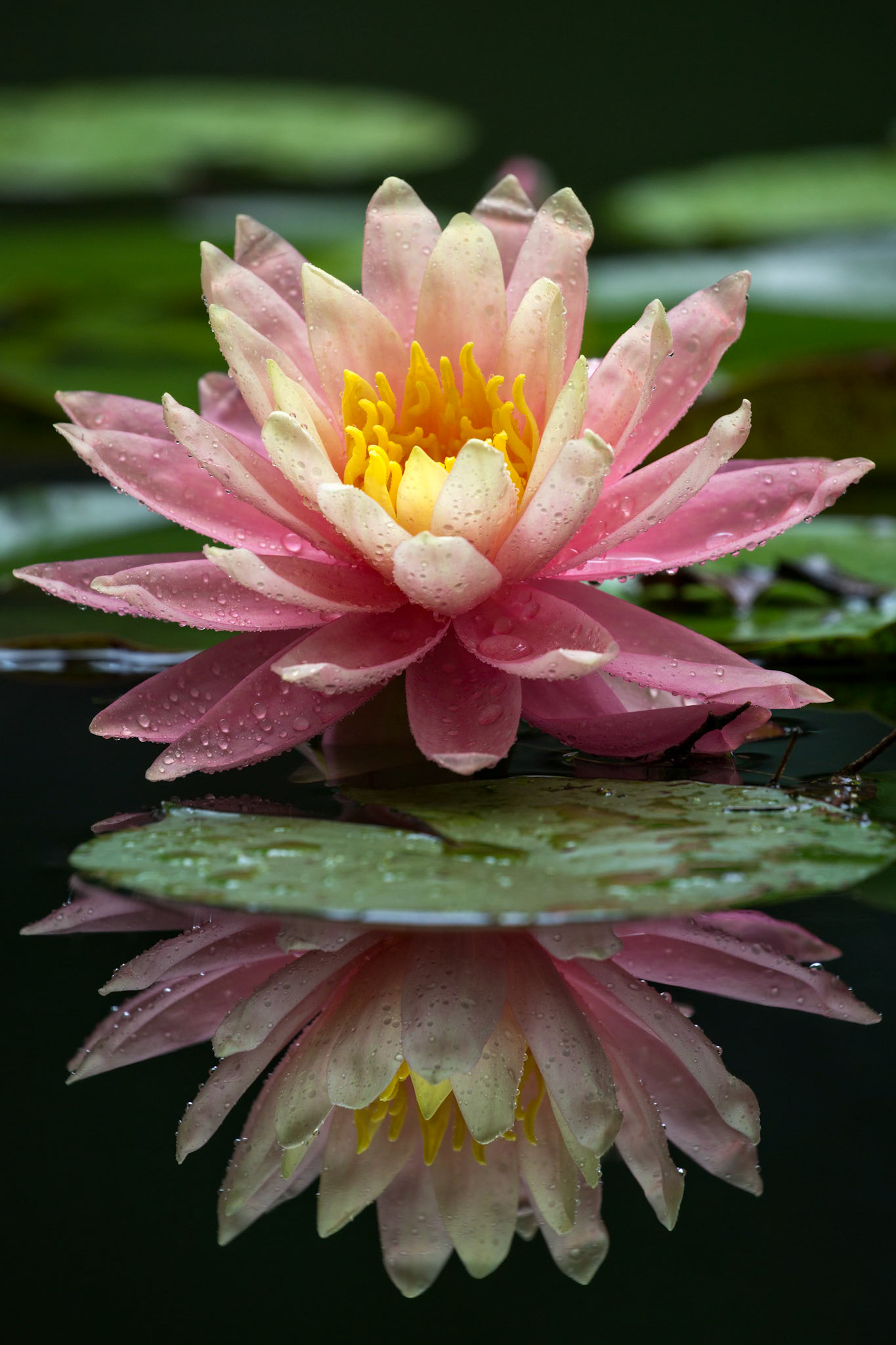 BLUSH REFLECTION