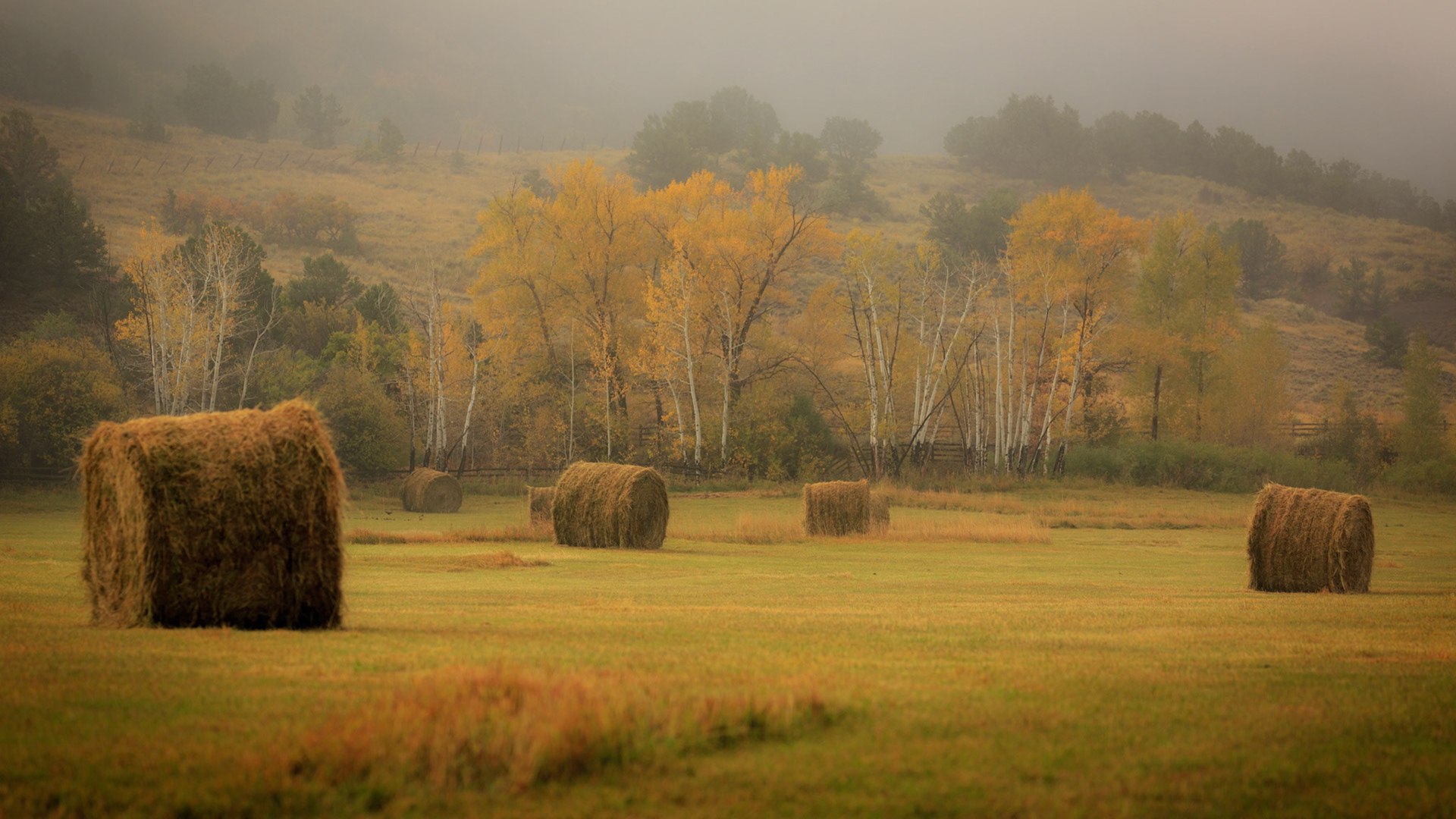 AUTUMN PASTURES