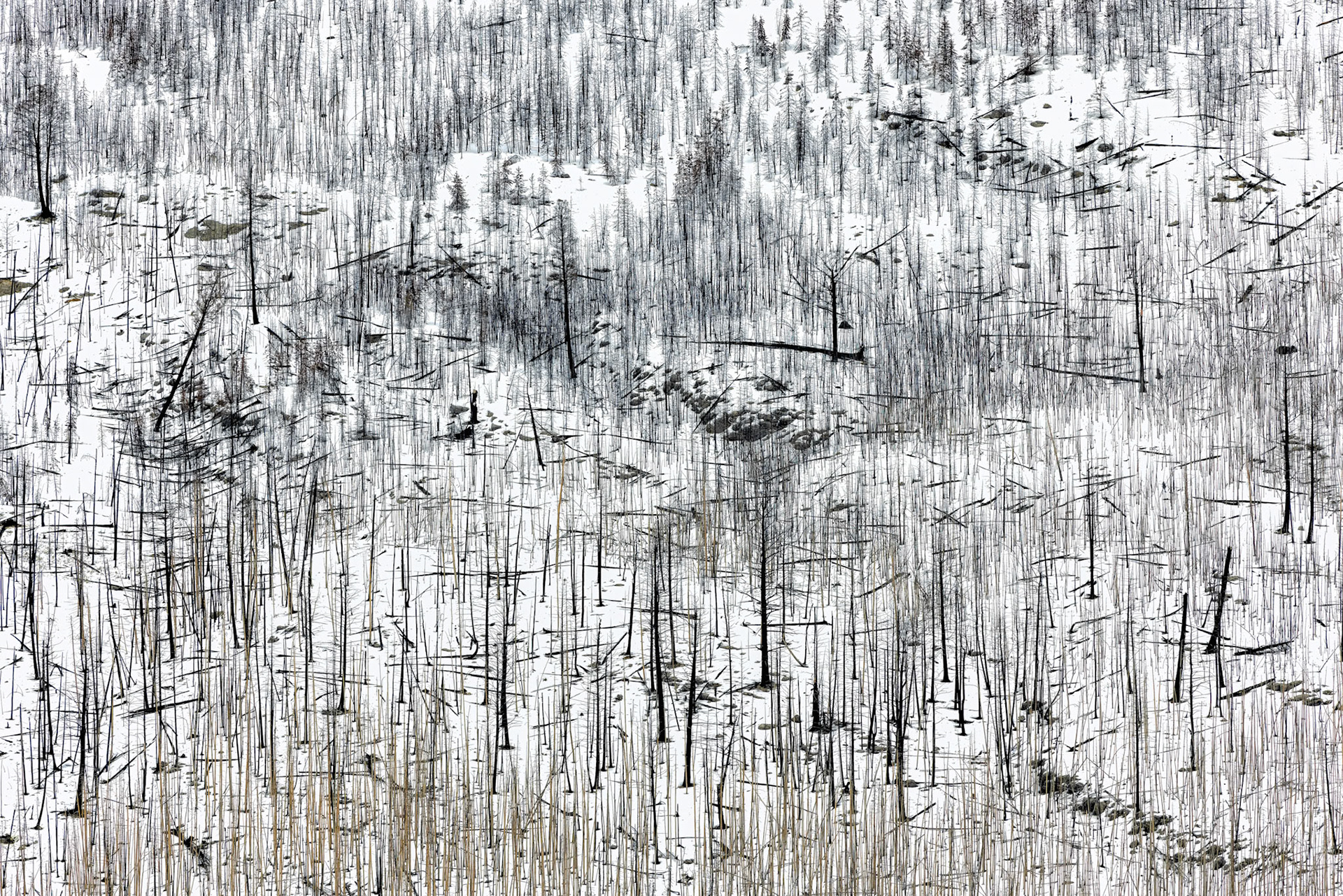 SCARS IN SNOW  |  The Jasper wildfire left an undeniable mark on this mountainside. Thousands of trees were lost, and what once was a dense forest became a landscape of skeletal trunks and fallen timber. Yet standing before the scene, what struck me was not destruction, but transformation.