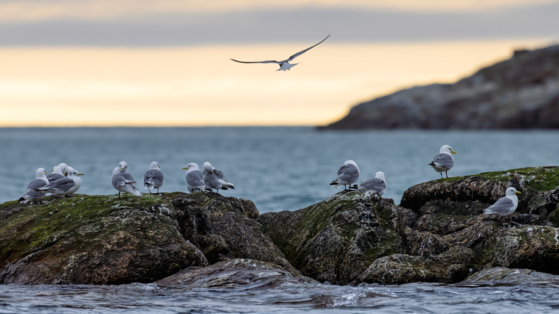 GAUCOUS SEAGULLS