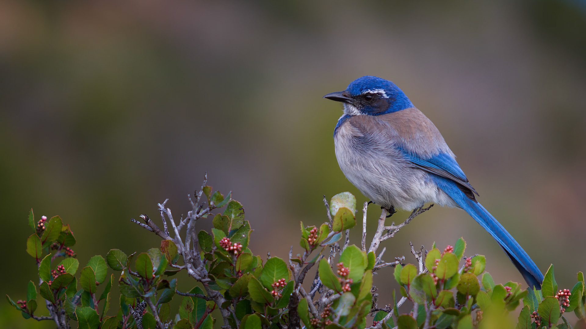 BLUE REVERIE