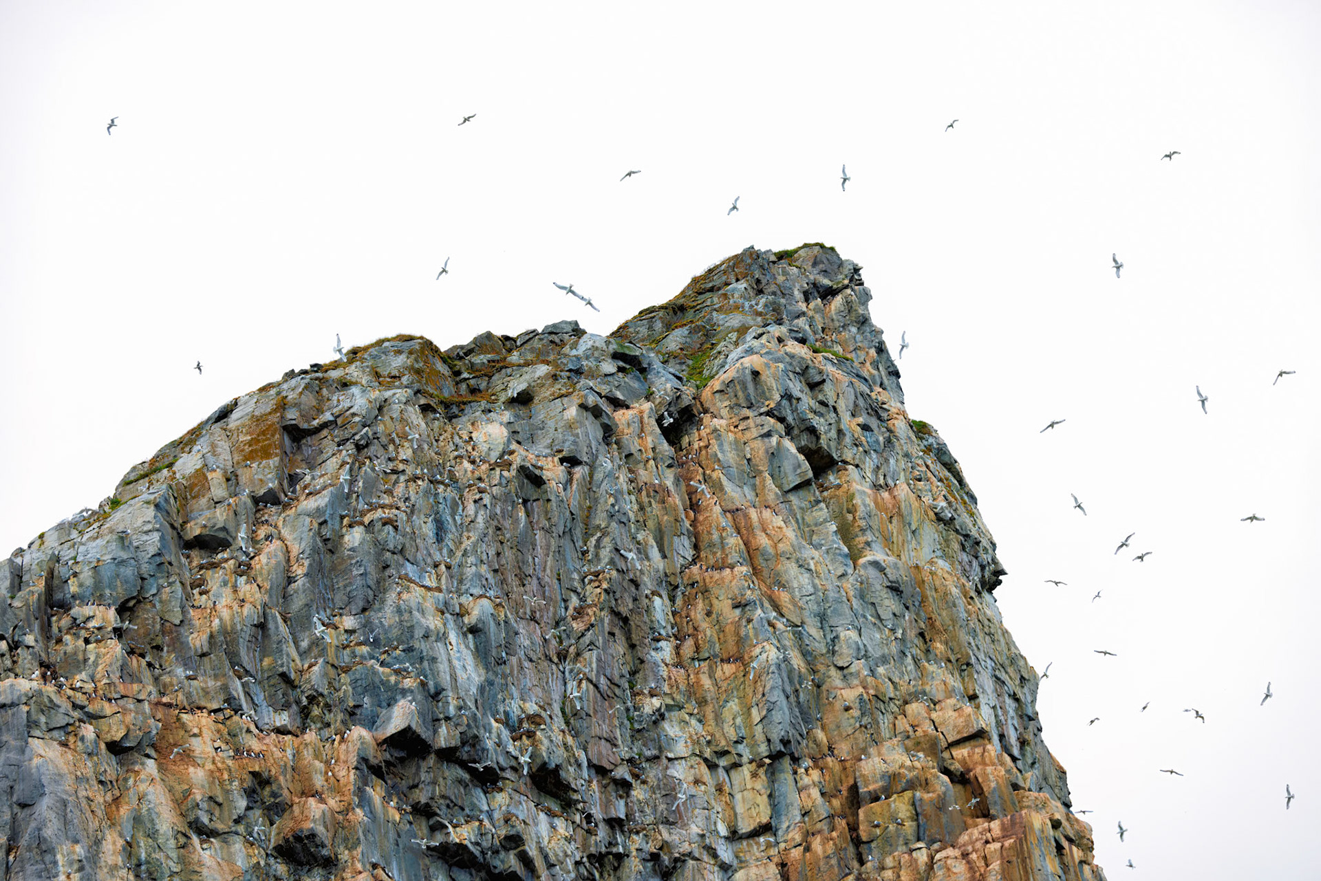 THE LIVING CLIFF
