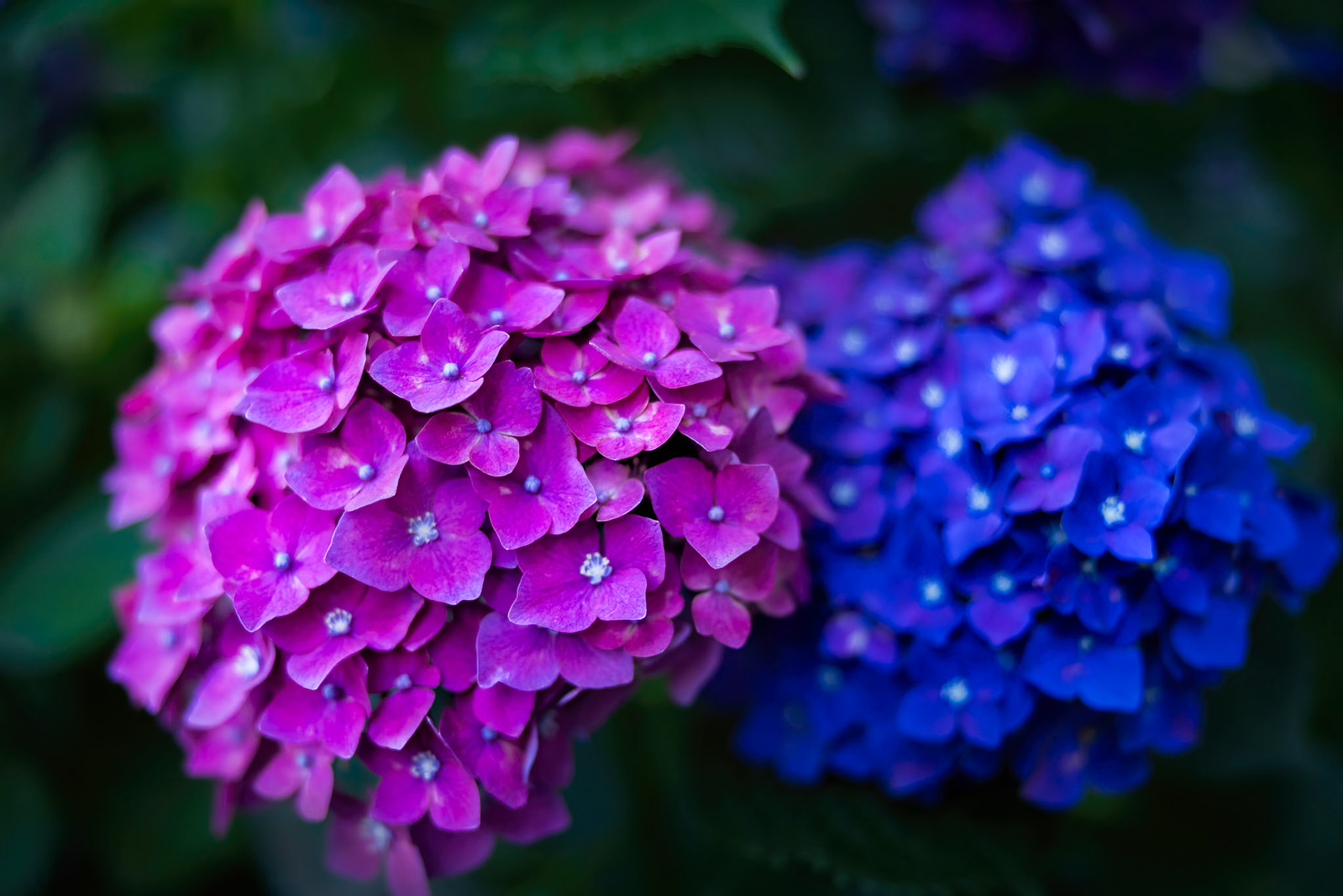 BLOOM IN CONTRAST