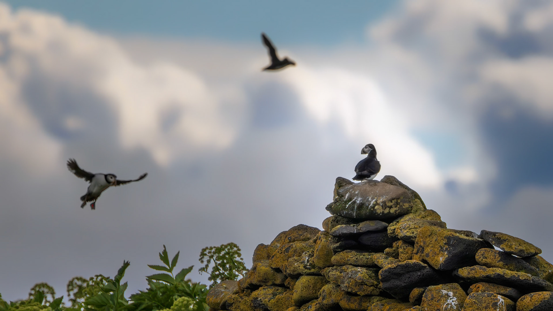 PARADISE ON PUFFIN ISLAND