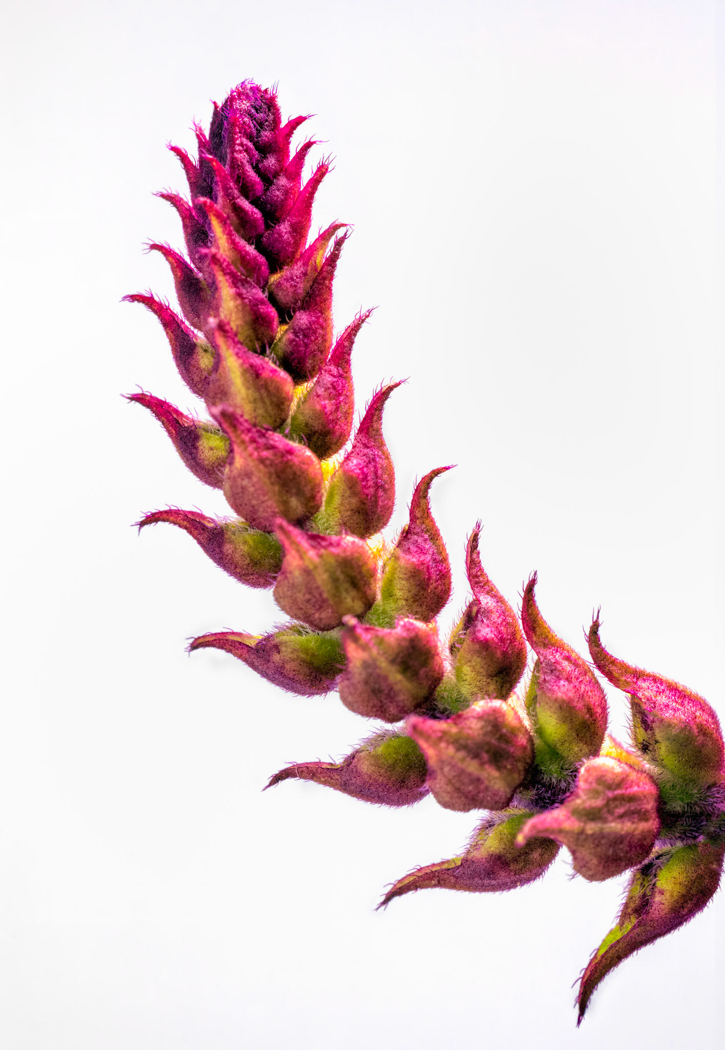 THE EDGE OF BLOOM