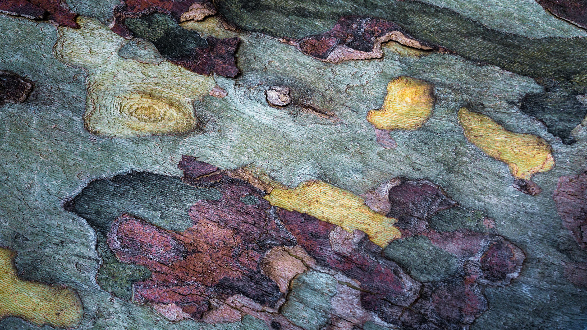 COTTONWOOD TAPESTRY