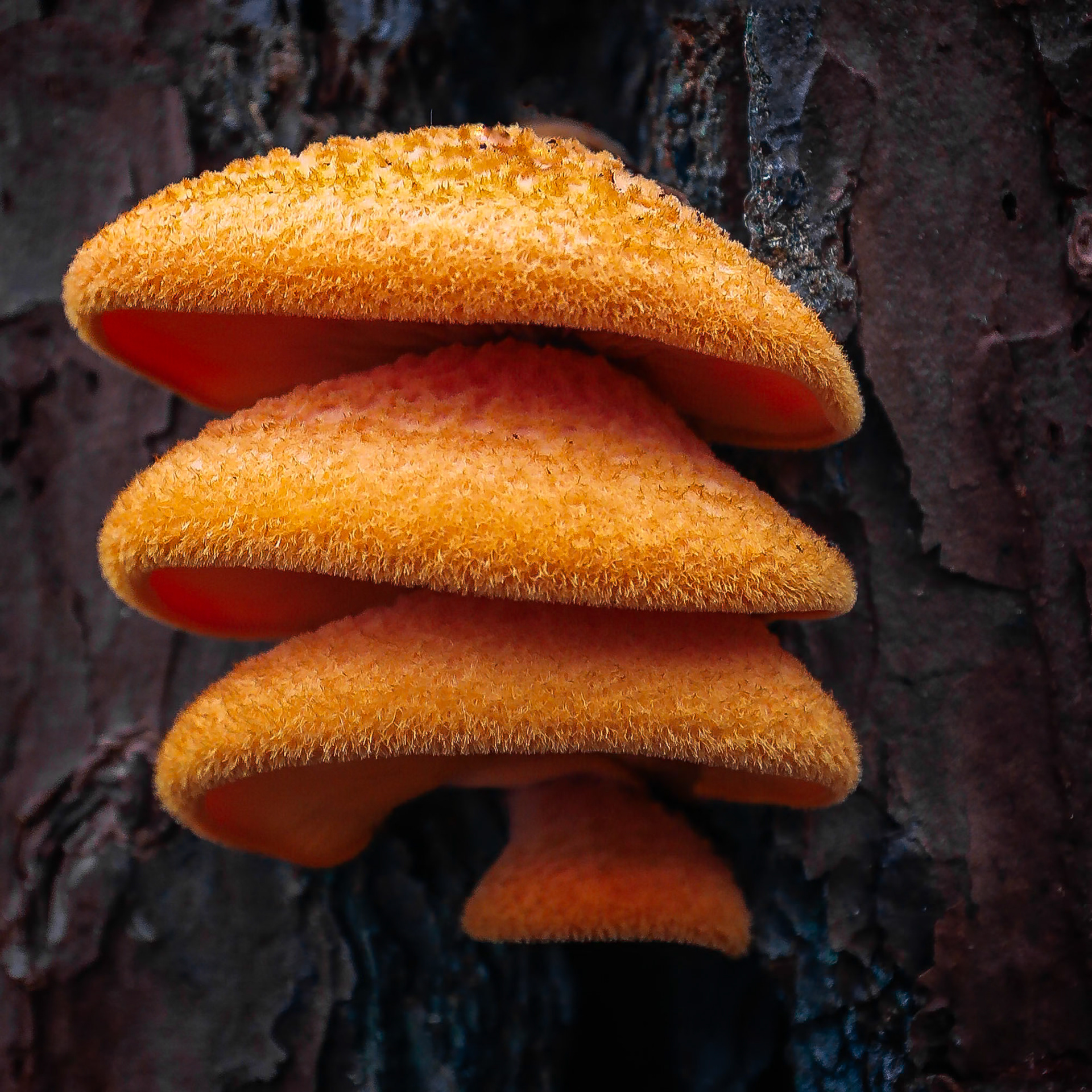 BUNK BEDS | CHATTAHOOCHEE RIVER NATURE PRESERVE