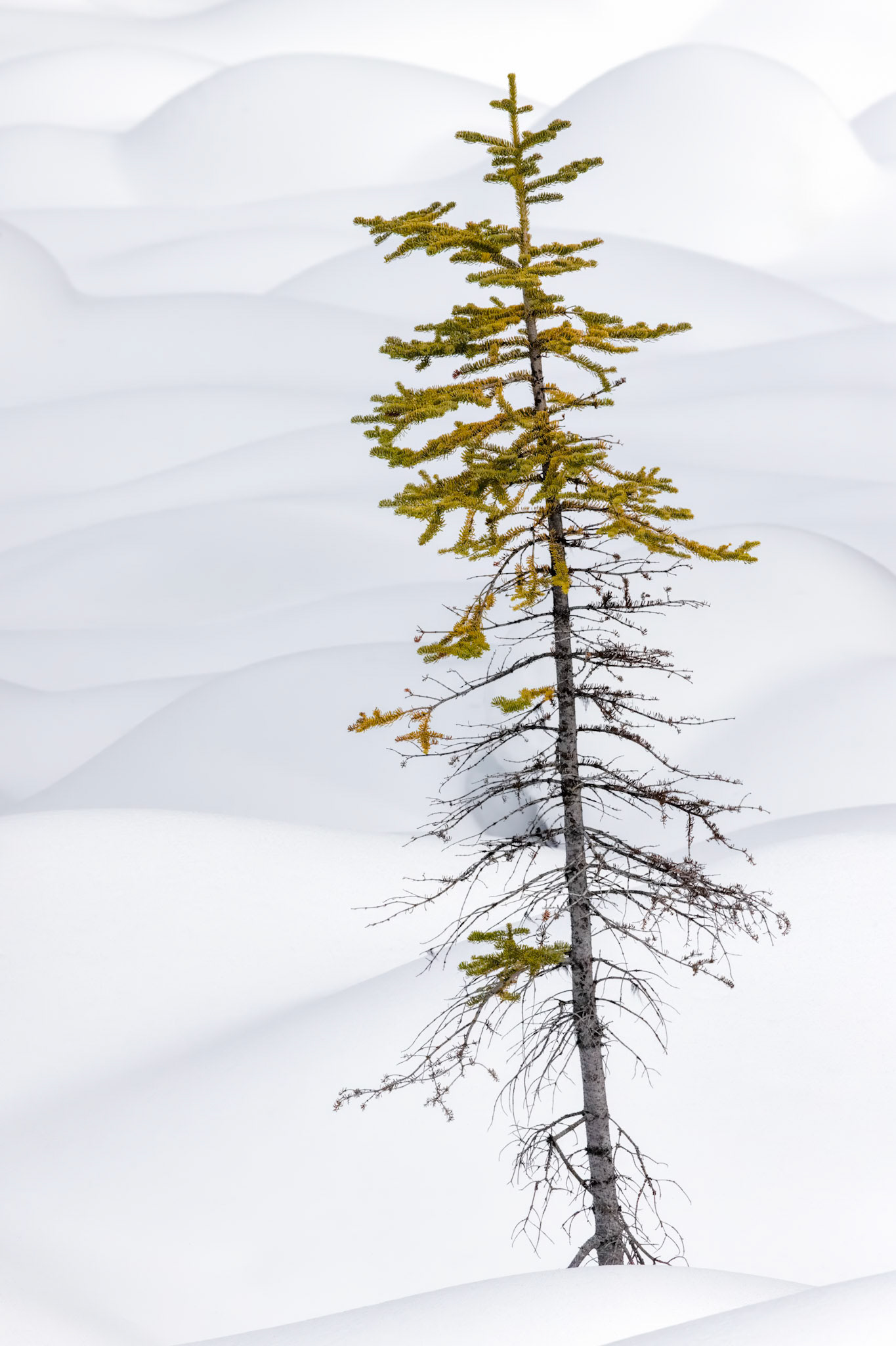 WINTER'S SOLITUDE III   |  Viewed from a distance, the lone tree appears resilient. Up close, a different story emerges. Many of its branches are bare, others cling stubbornly to life, and yet it continues to rise above the snow that surrounds it. That tension between fragility and perseverance is what drew me to this composition.