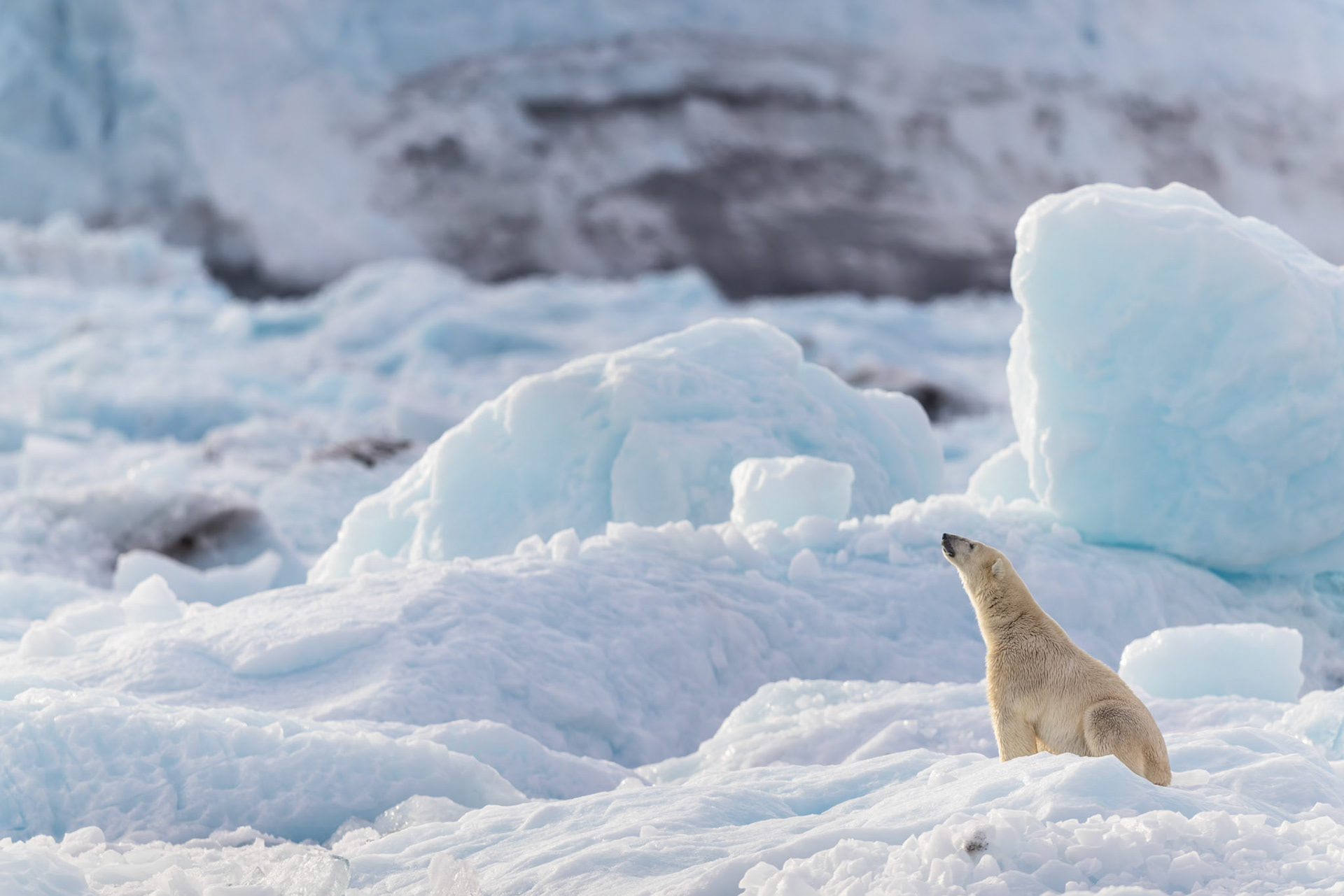 SCENT OF THE ARCTIC  |  A polar bear lifts its head into the cold air, reading a landscape that reveals itself as much through scent as sight. Surrounded by immense fields of blue ice, the bear appears both commanding and remarkably small within the scale of Greenland’s wilderness.