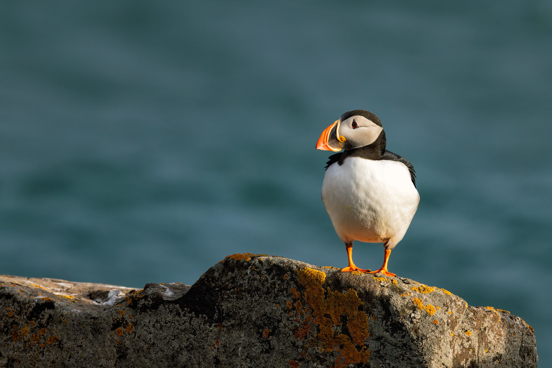 LATE LIGHT ON THE EDGE  |  Puffins have a remarkable ability to appear both elegant and comical at the same time. One moment they resemble dignified seabirds perfectly adapted to life in the North Atlantic. The next, they seem to be studying you with the expression of a curious neighbor wondering what you're doing in their world.