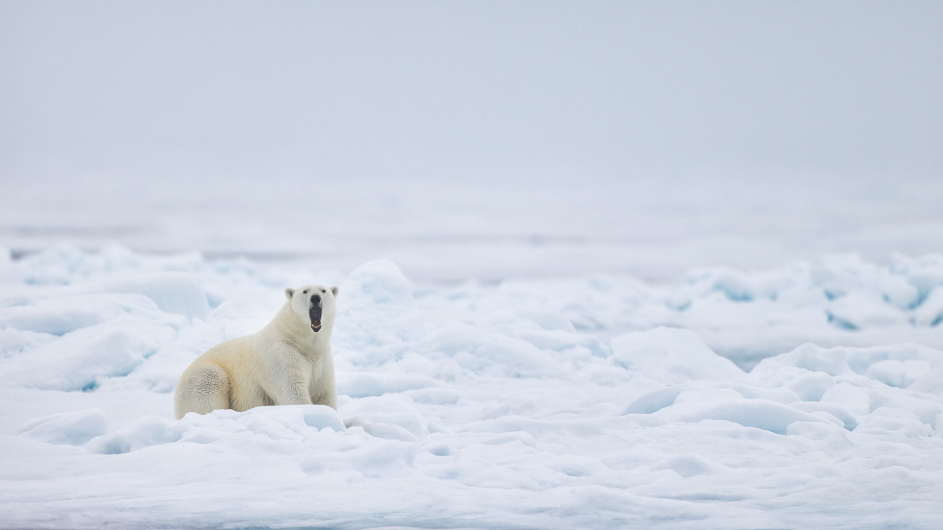 EMPRESS OF THE ARCTIC 7